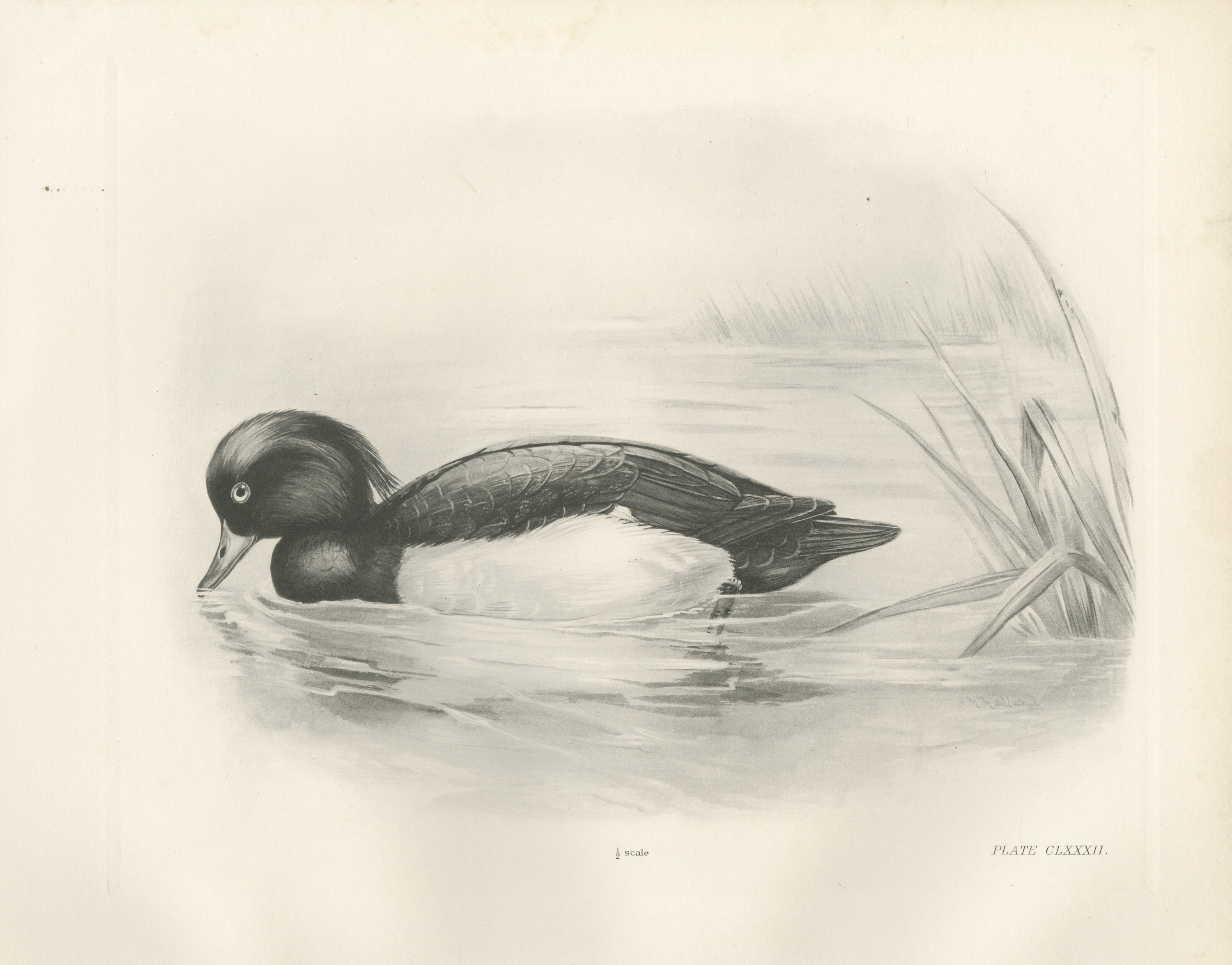 Tufted Duck Drake Feeding near Reeds after Lilian Medland, c. 1909