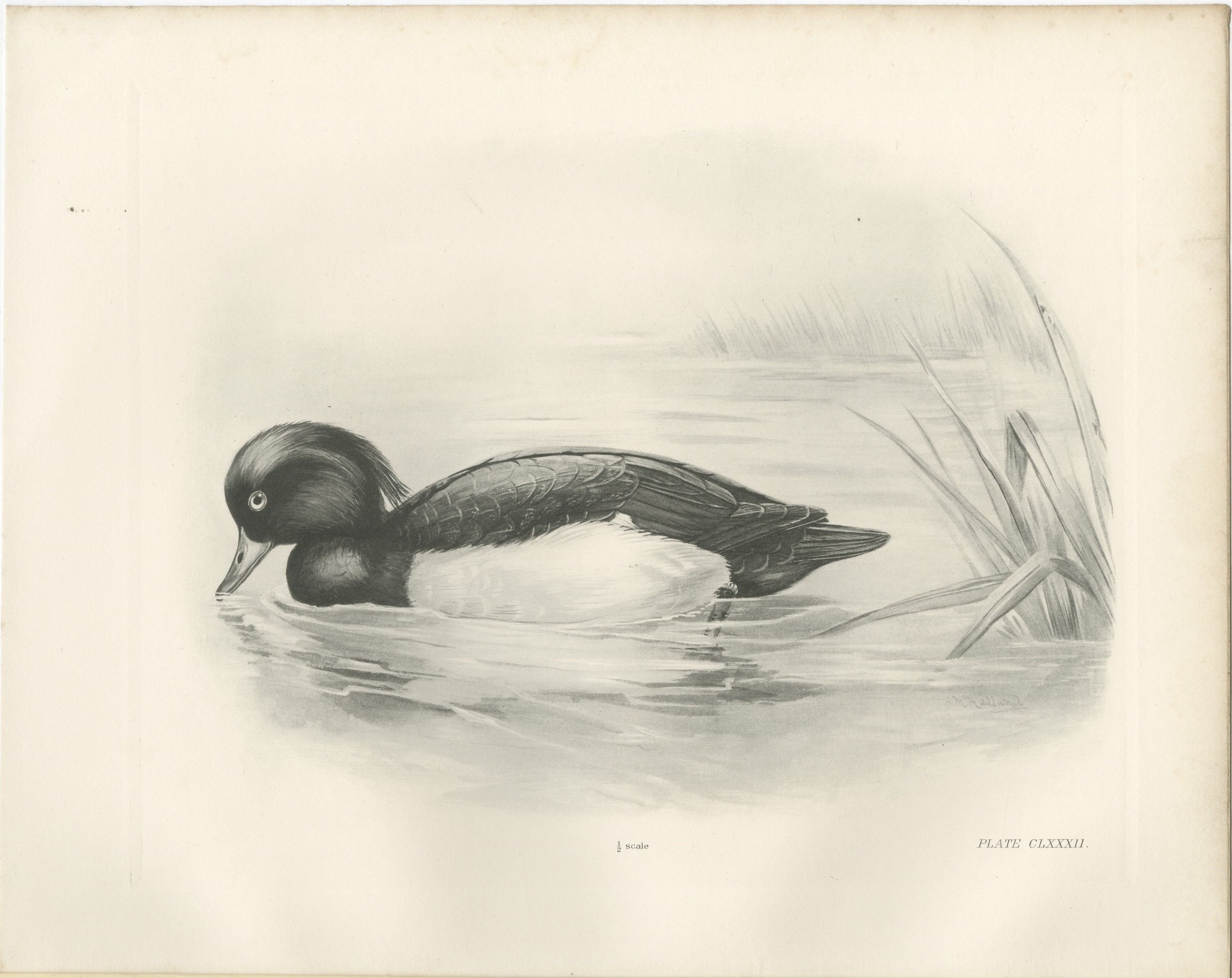 Tufted Duck Drake Feeding near Reeds after Lilian Medland, c. 1909