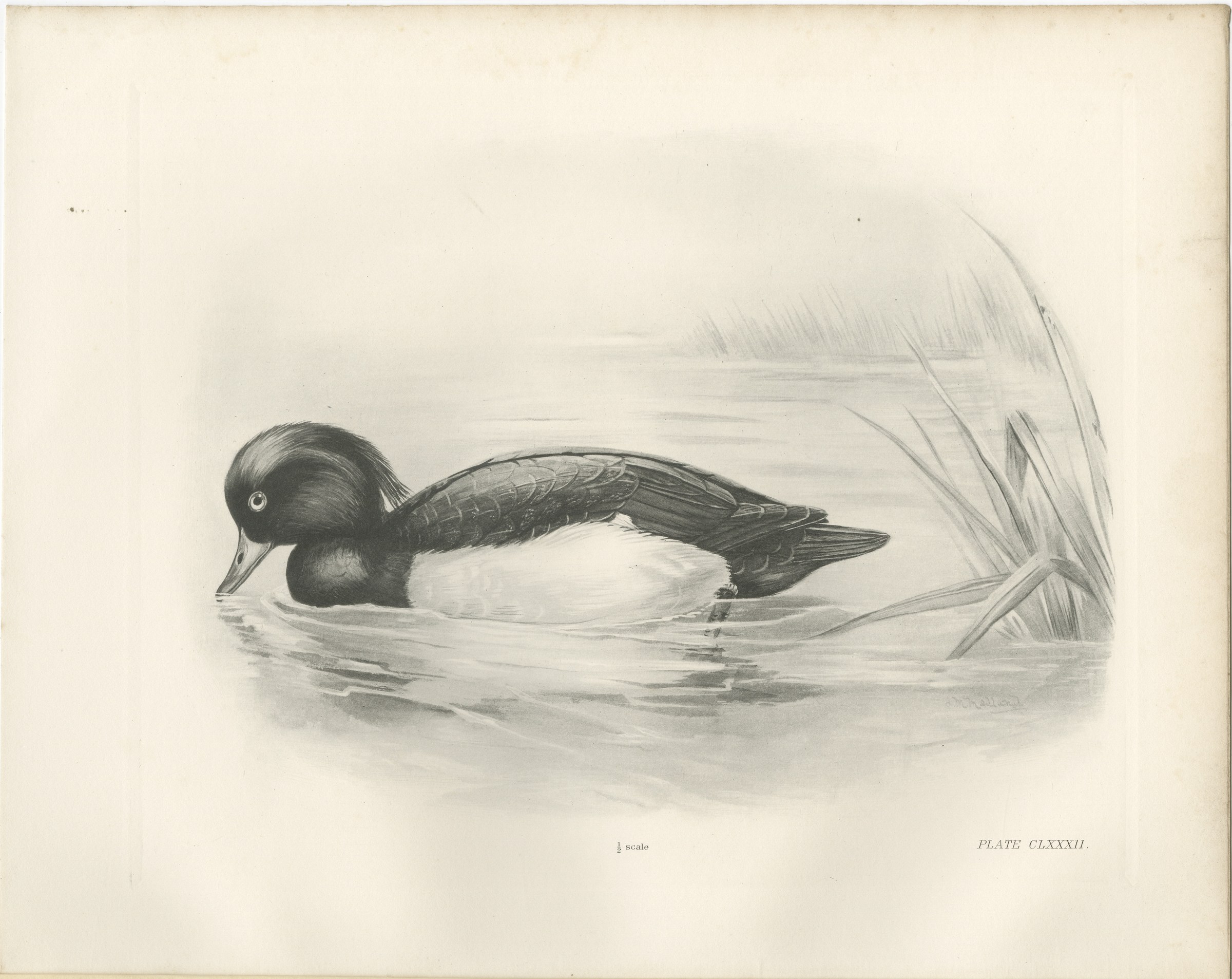 Tufted Duck, Antique Bird Print after Lilian Medland, circa 1909