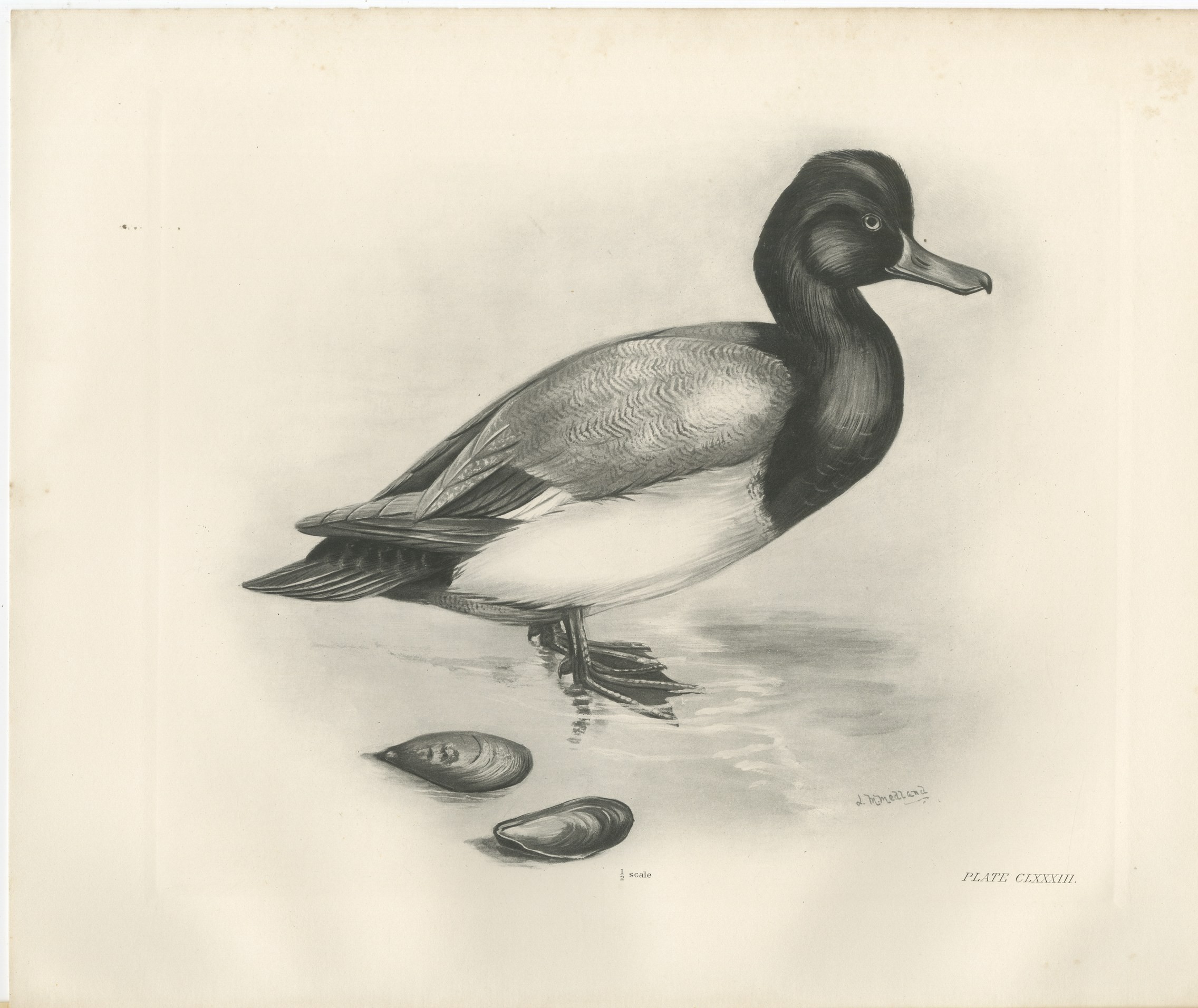 Scaup and Mussels, Antique Bird Print after Lilian Medland, circa 1909