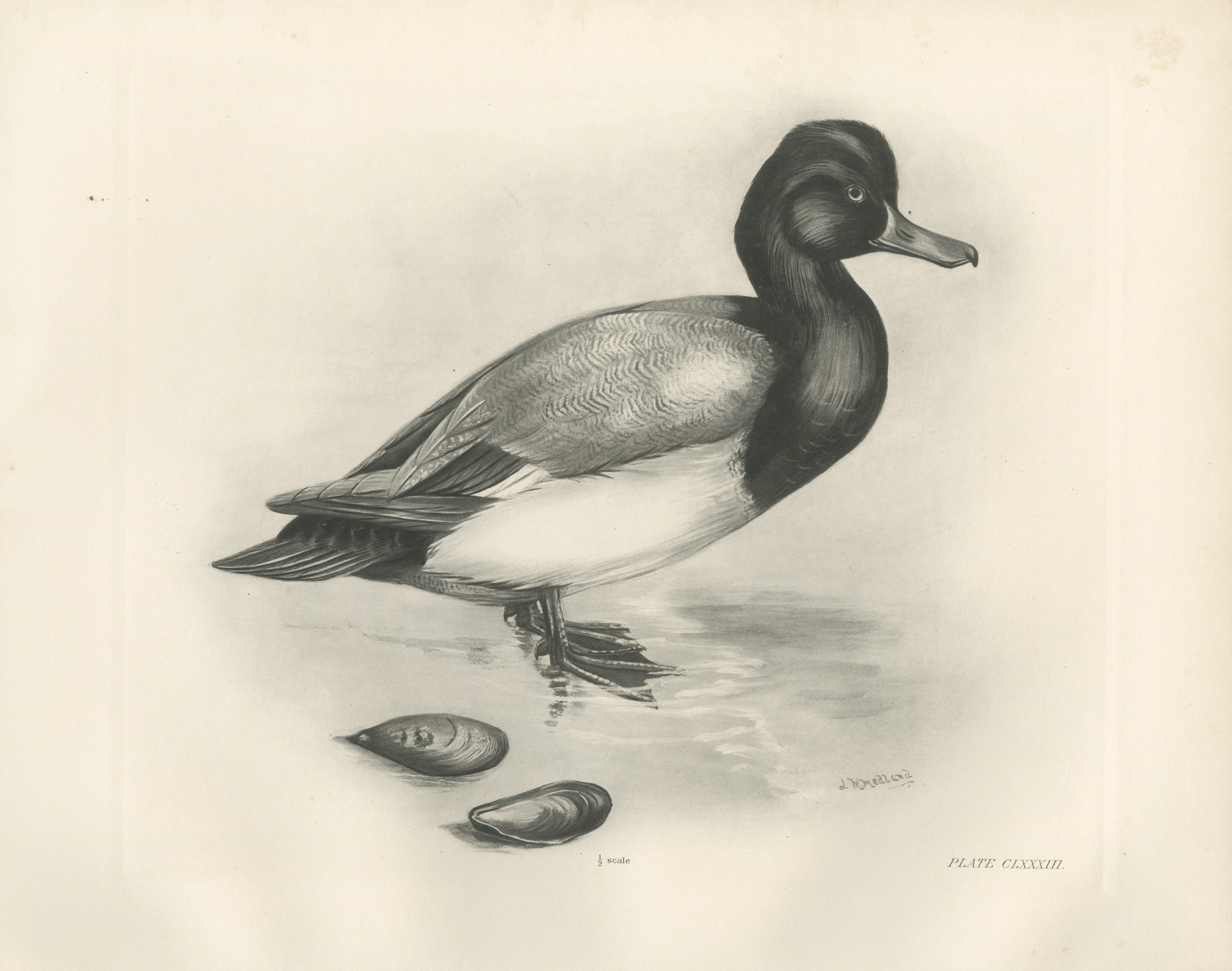 Scaup Drake with Two Mussel Shells, Plate CLXXXIII after Lilian Medland, c. 1909