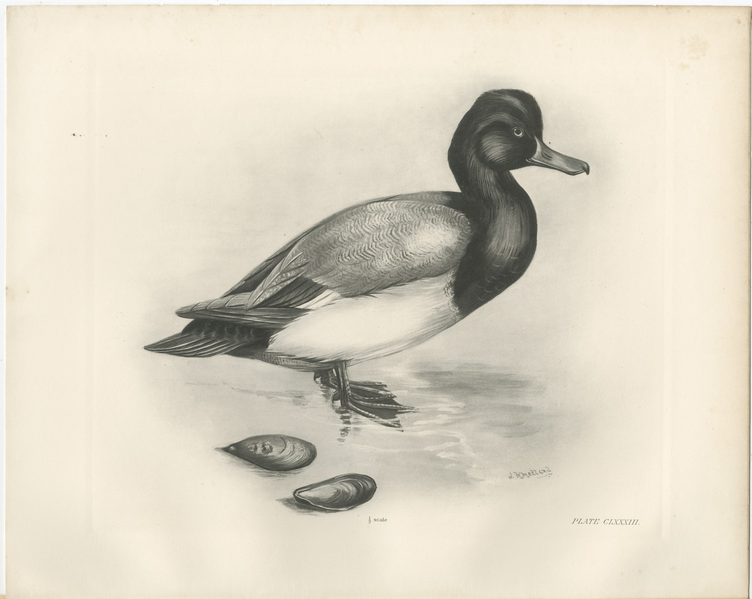 Scaup and Mussels, Antique Bird Print after Lilian Medland, circa 1909