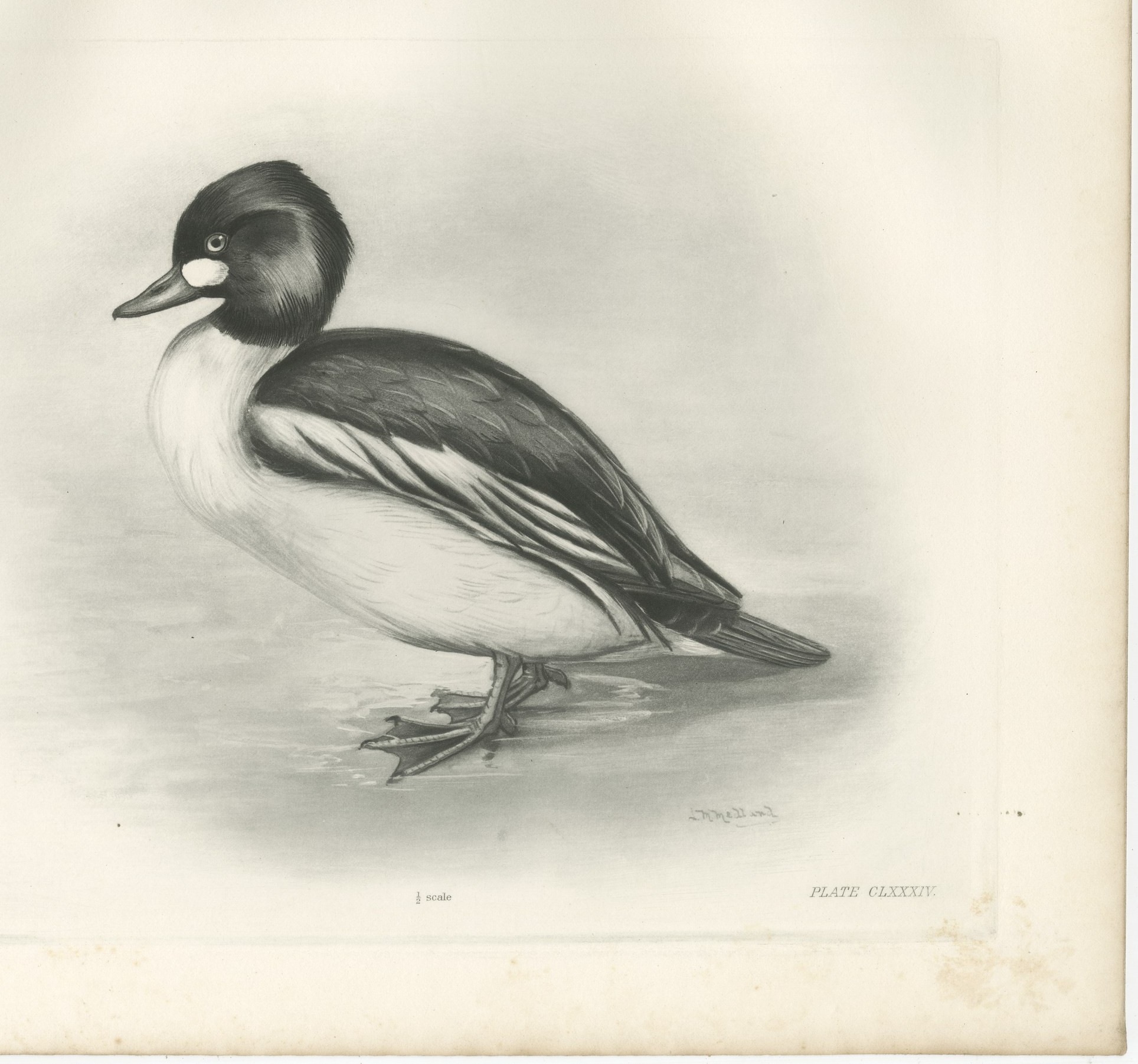 Goldeneye, Antique Bird Print after Lilian Medland, circa 1909