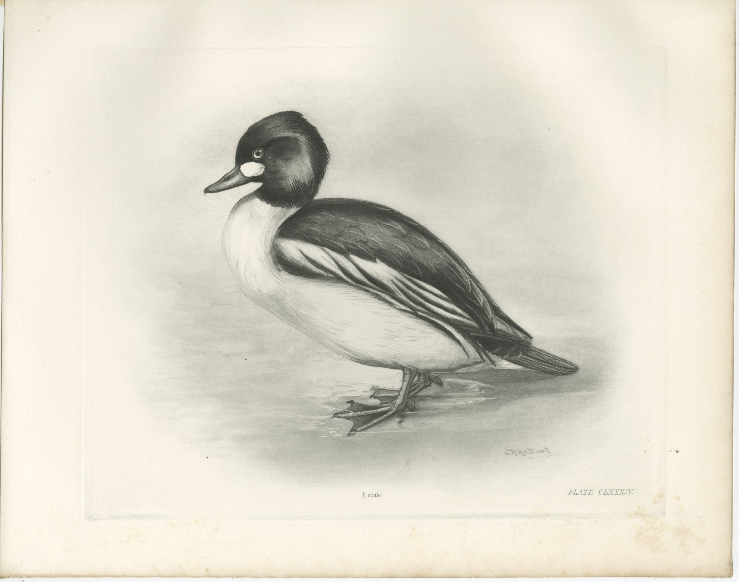 Goldeneye, Antique Bird Print after Lilian Medland, circa 1909