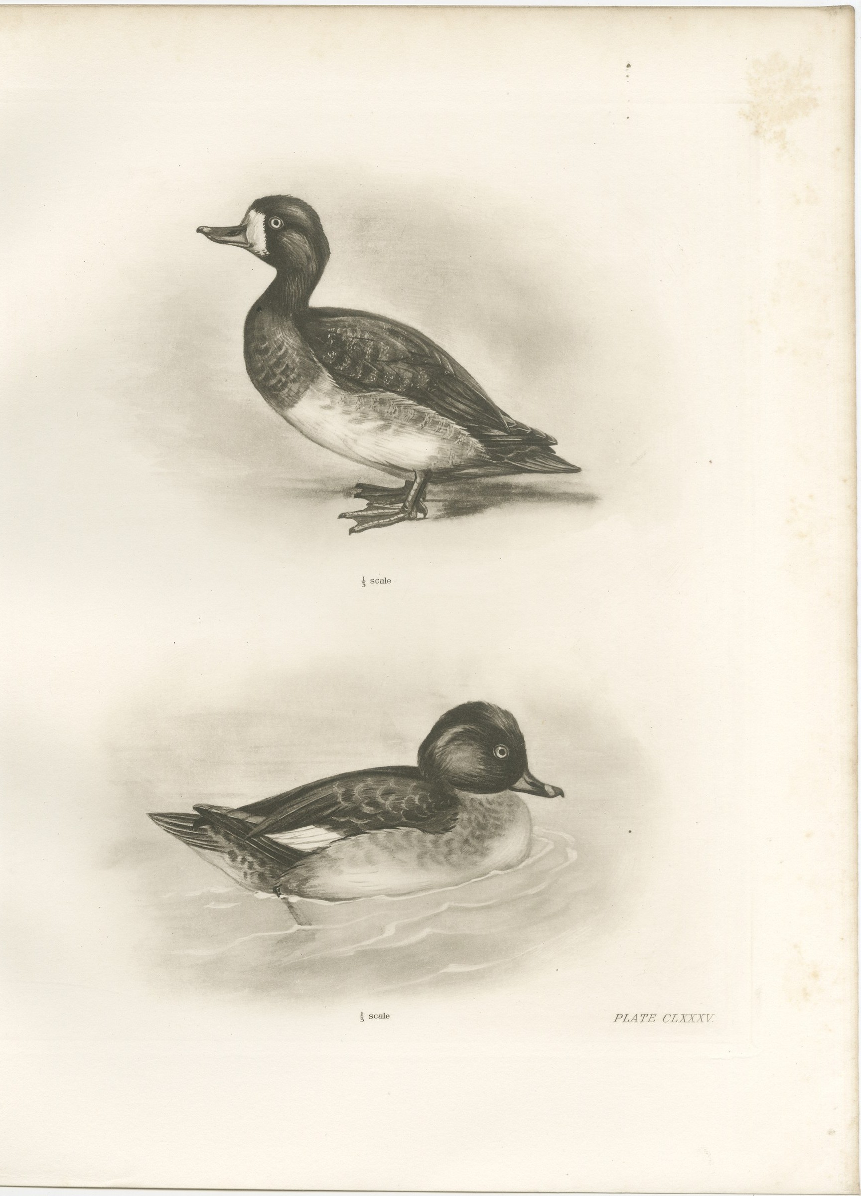 Diving Ducks: Greater Scaup & Tufted Duck, Medland Bird Print, 1909