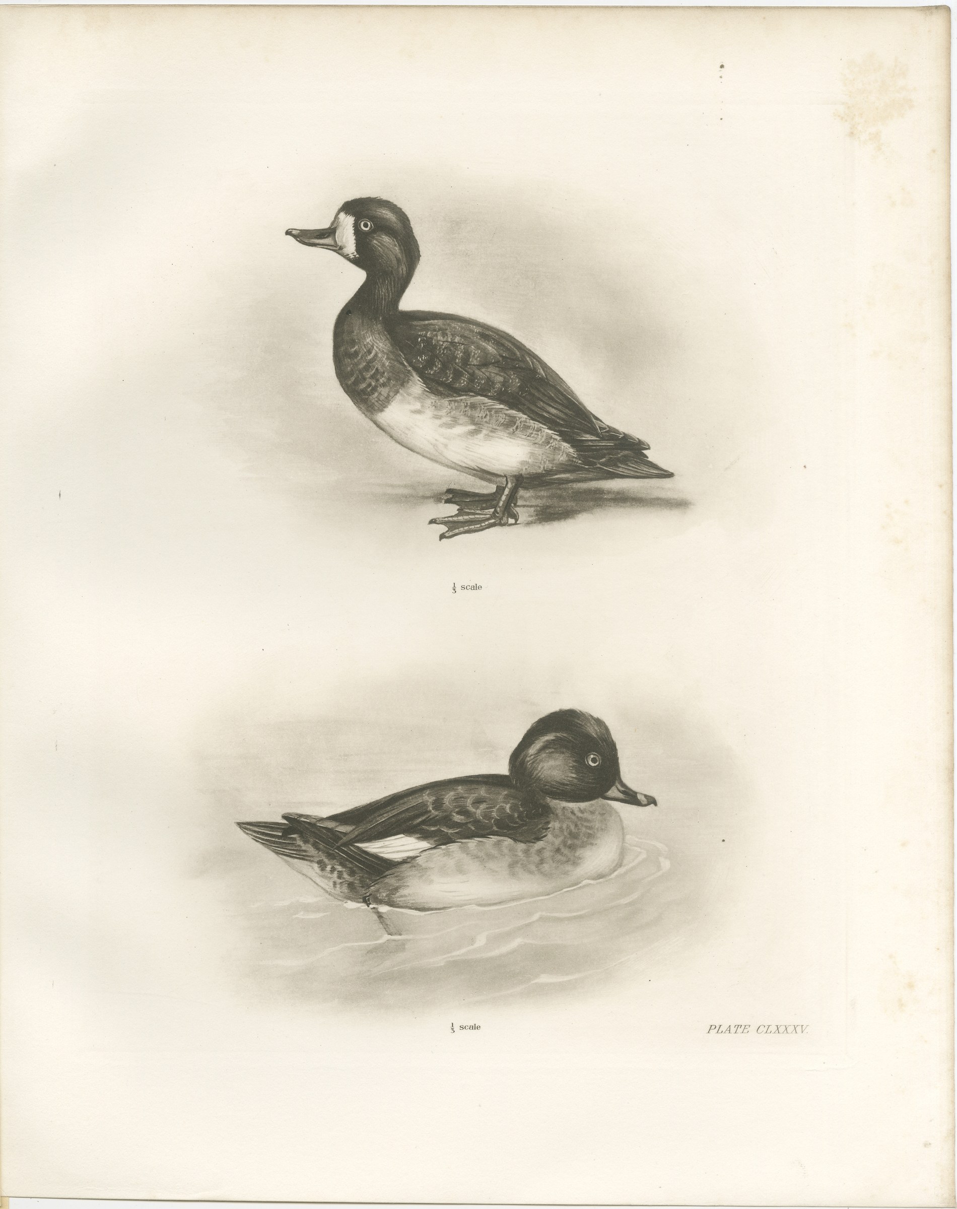 Diving Ducks: Greater Scaup & Tufted Duck, Medland Bird Print, 1909