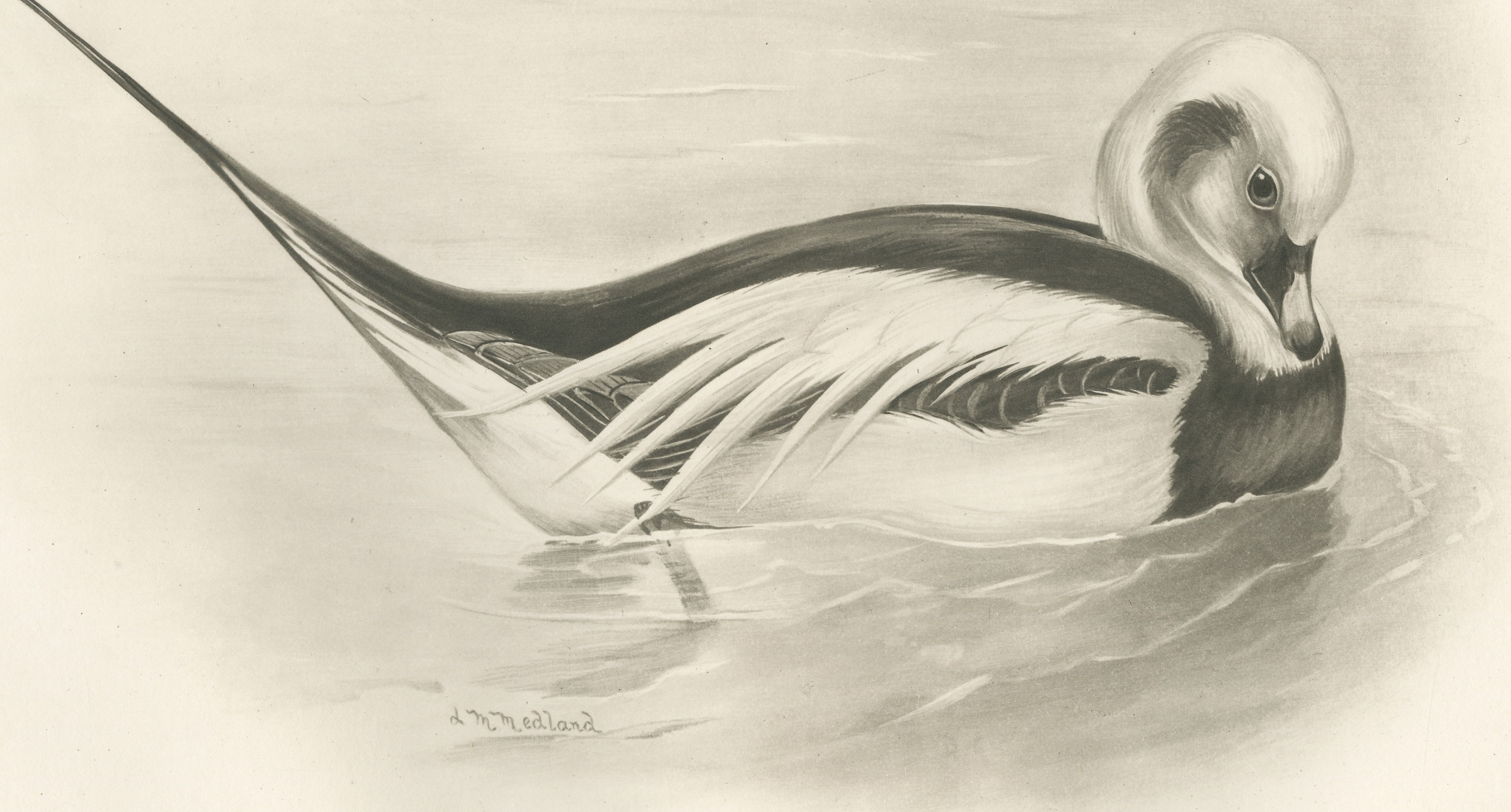 Long-tailed Duck Drake in Winter Plumage after Lilian Medland, c. 1909