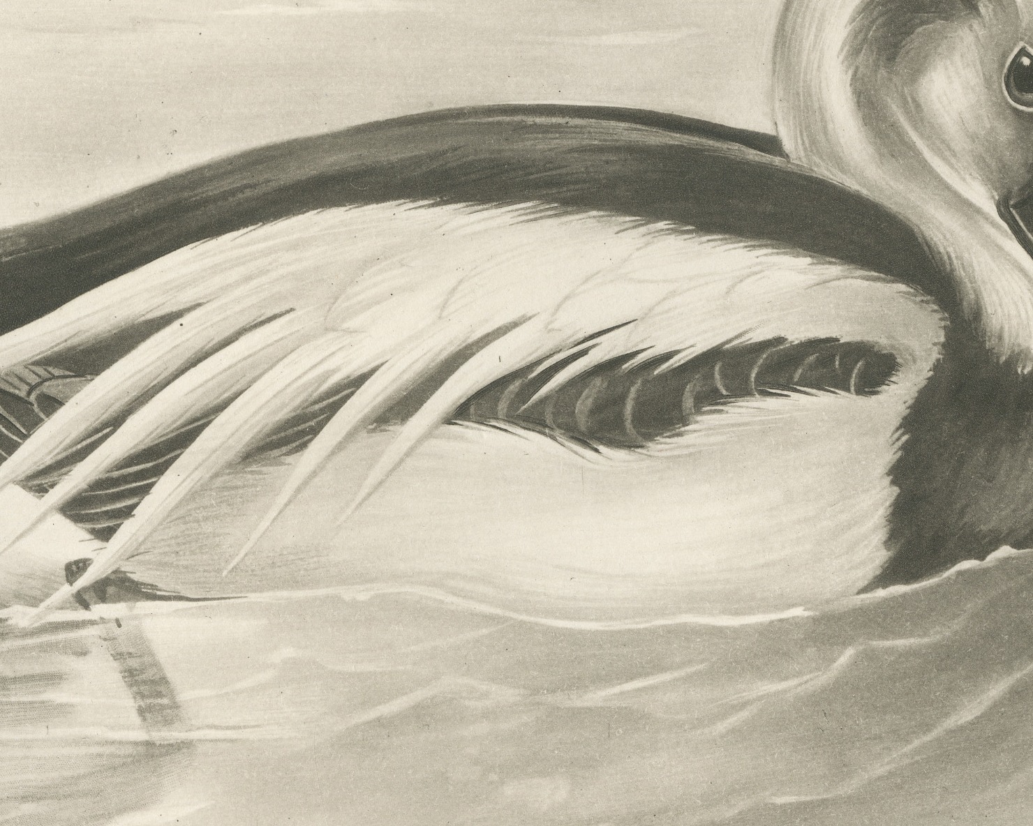 Long-tailed Duck Drake in Winter Plumage after Lilian Medland, c. 1909
