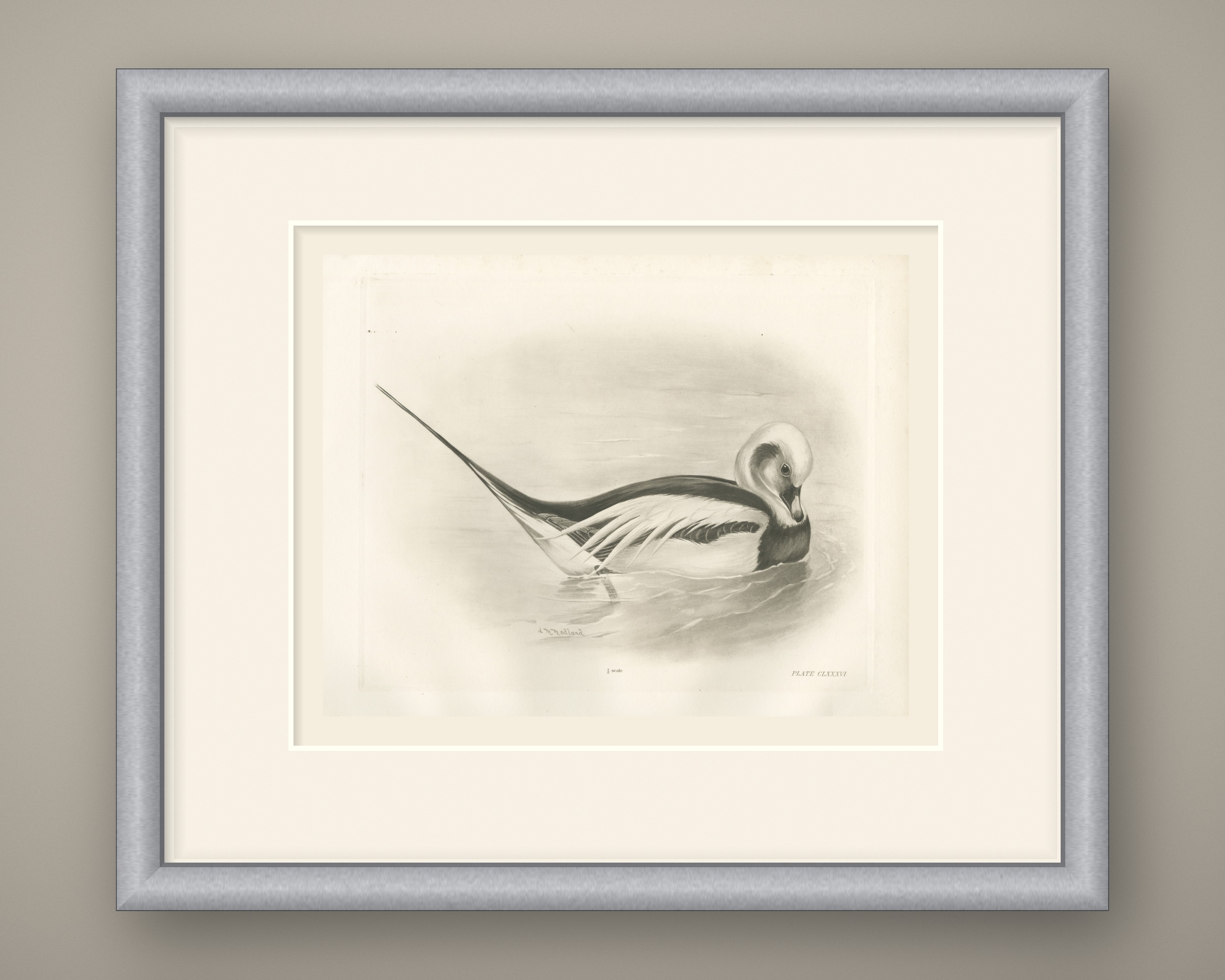 Long-tailed Duck Drake in Winter Plumage after Lilian Medland, c. 1909