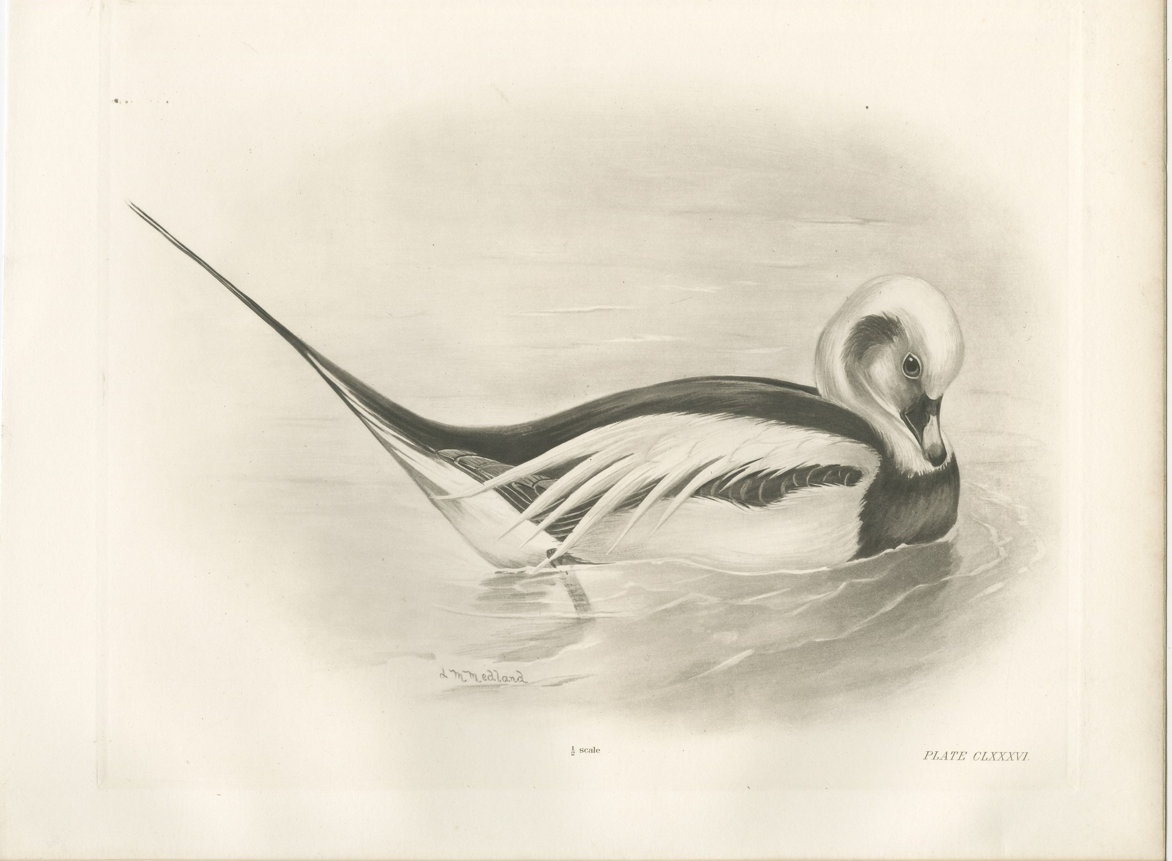 Long-Tailed Duck, Antique Bird Print after Lilian Medland, circa 1909