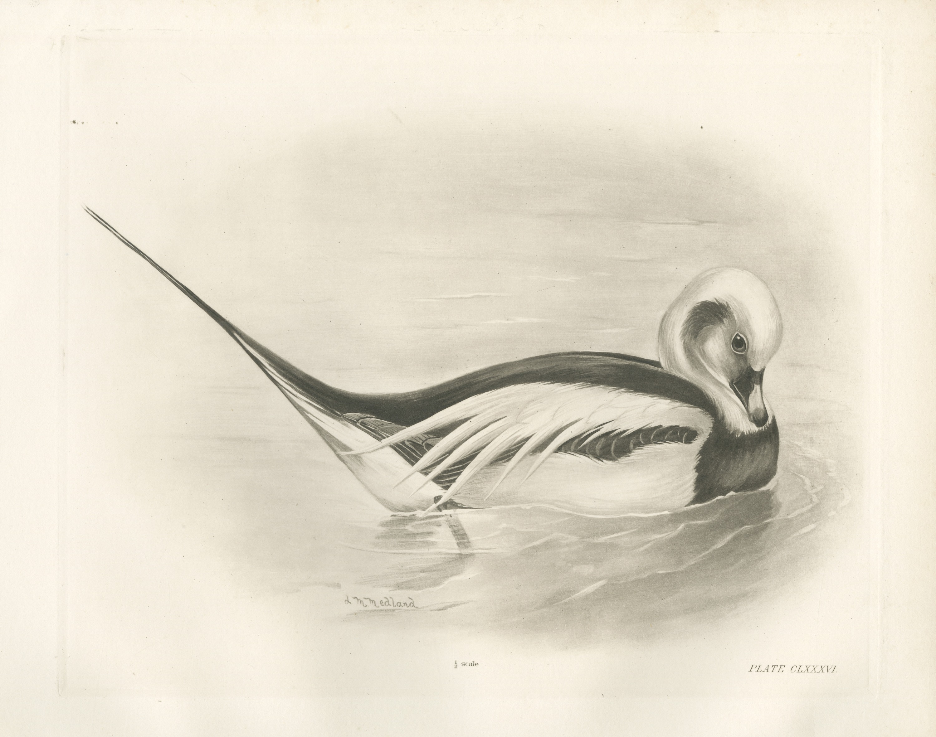 Long-tailed Duck Drake in Winter Plumage after Lilian Medland, c. 1909