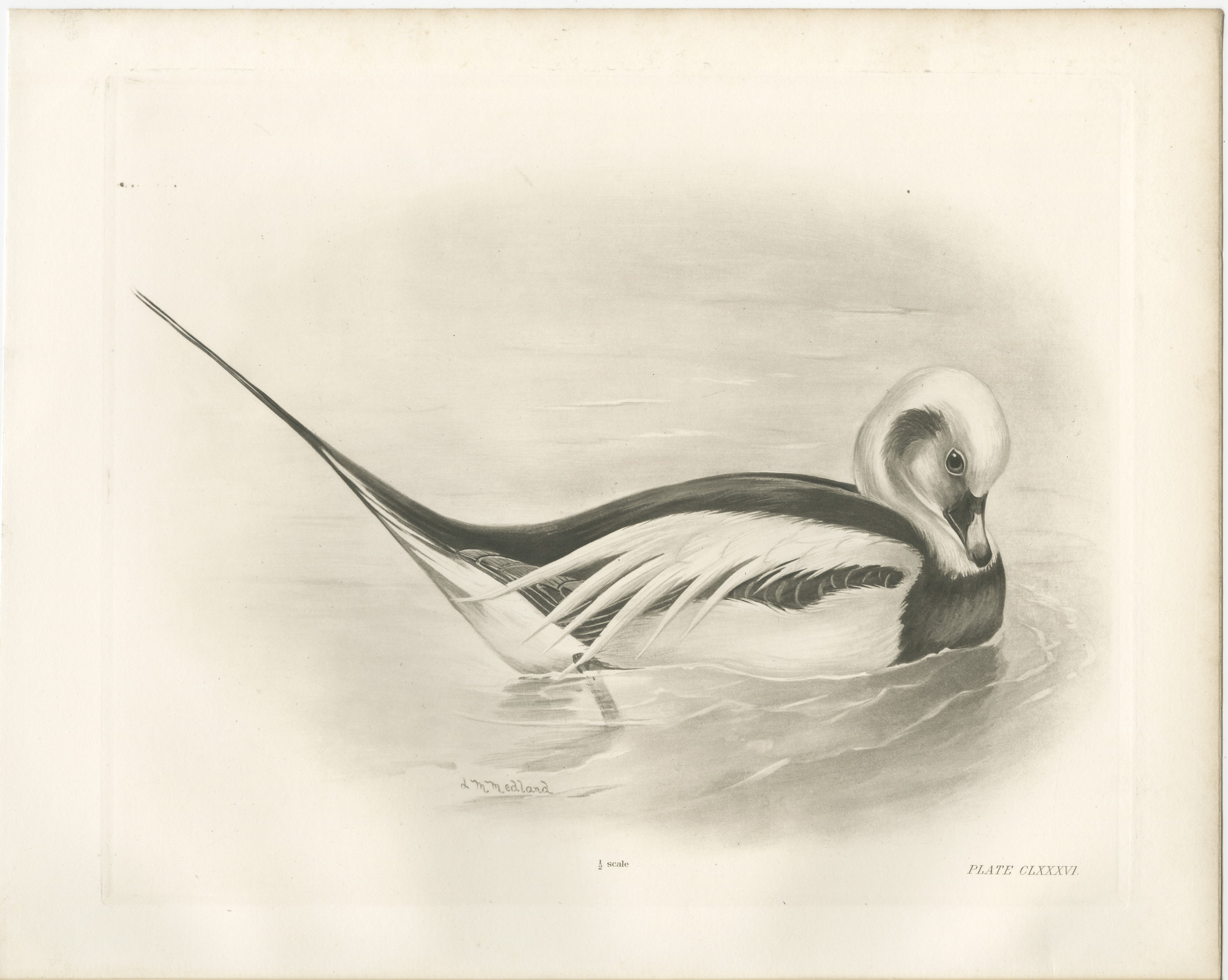 Long-tailed Duck Drake in Winter Plumage after Lilian Medland, c. 1909
