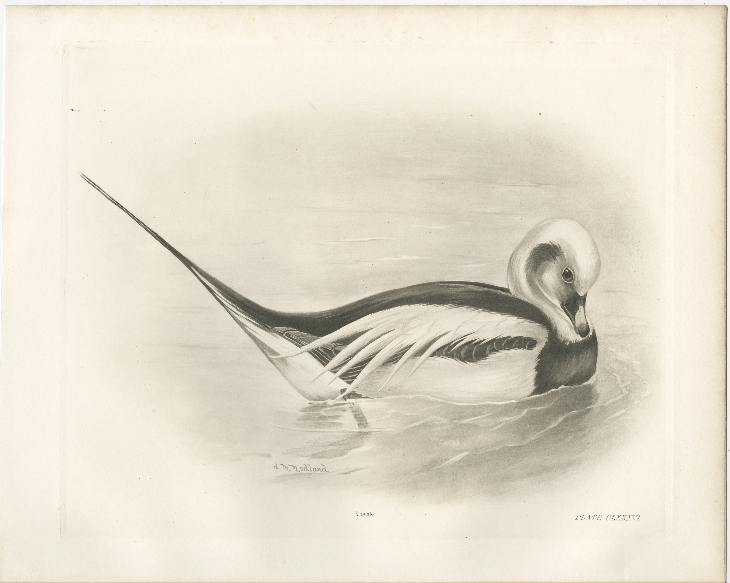 Long-Tailed Duck, Antique Bird Print after Lilian Medland, circa 1909