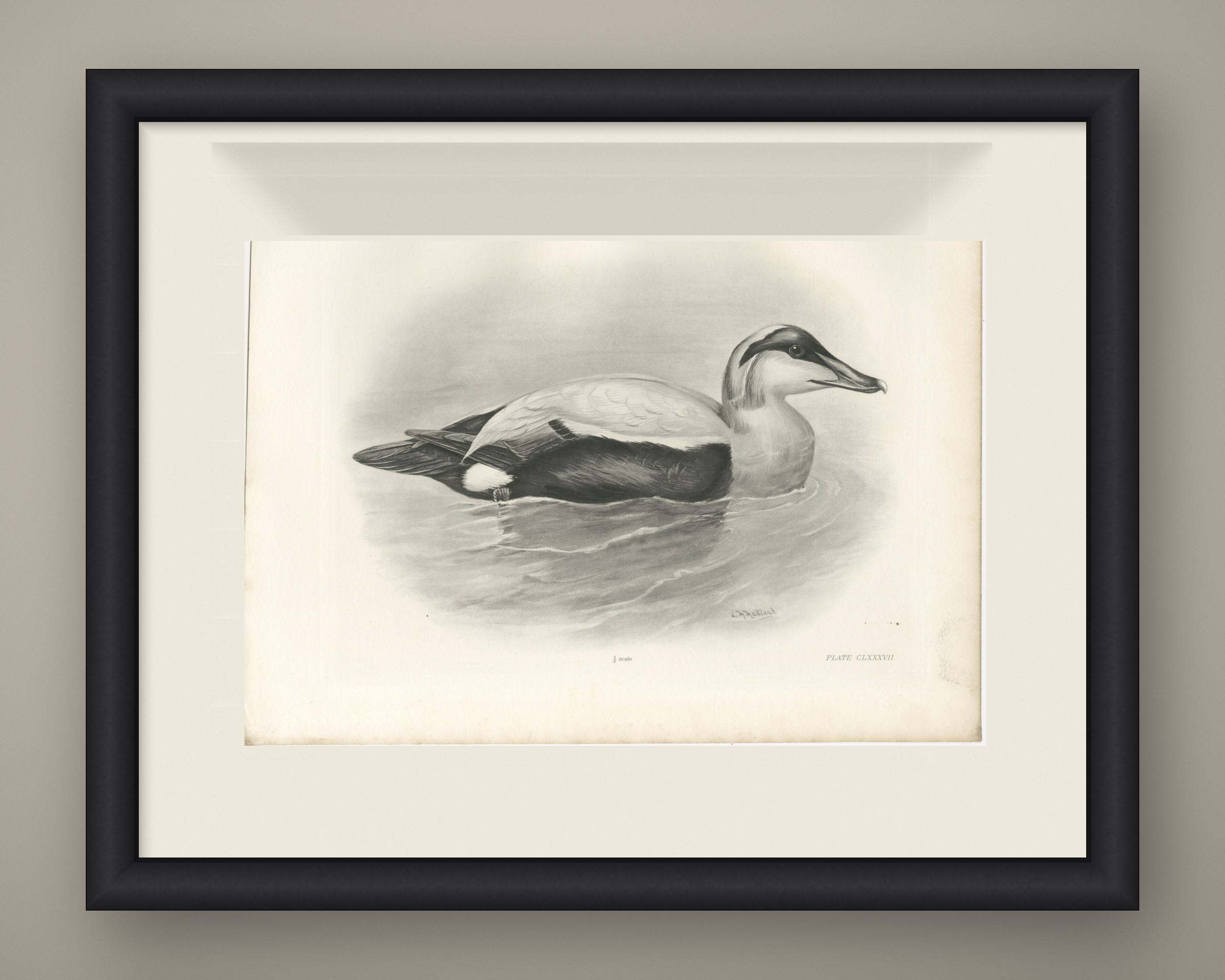 Eider, Antique Bird Print after Lilian Medland, circa 1909, view 2