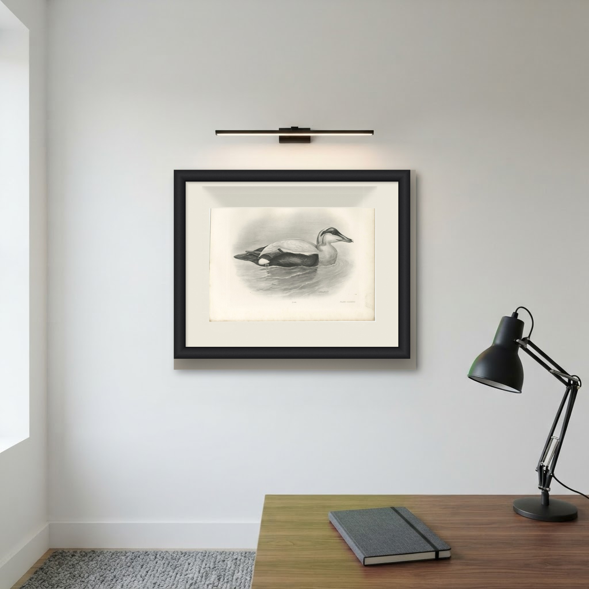 Eider, Antique Bird Print after Lilian Medland, circa 1909, view 5