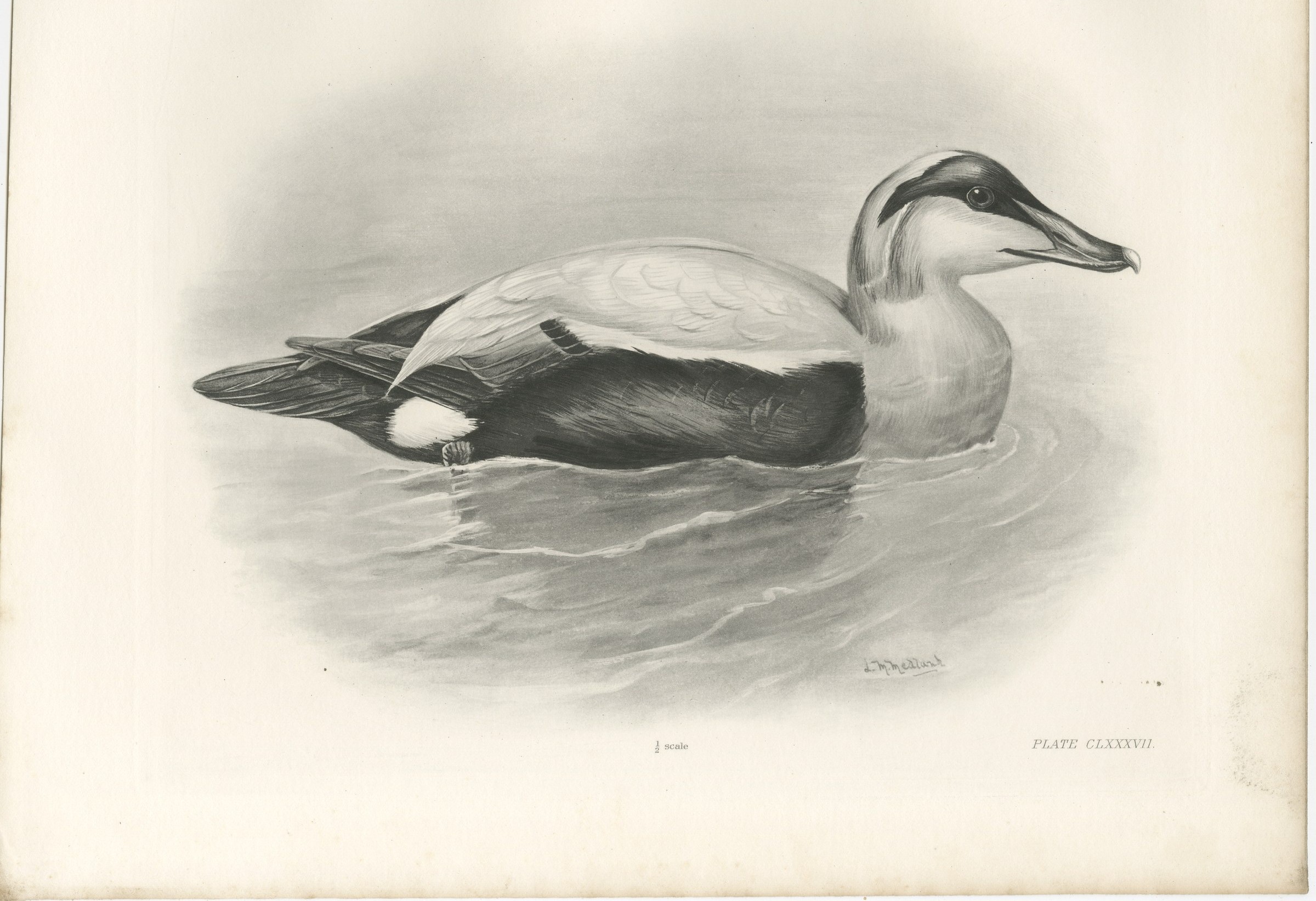 Eider, Antique Bird Print after Lilian Medland, circa 1909