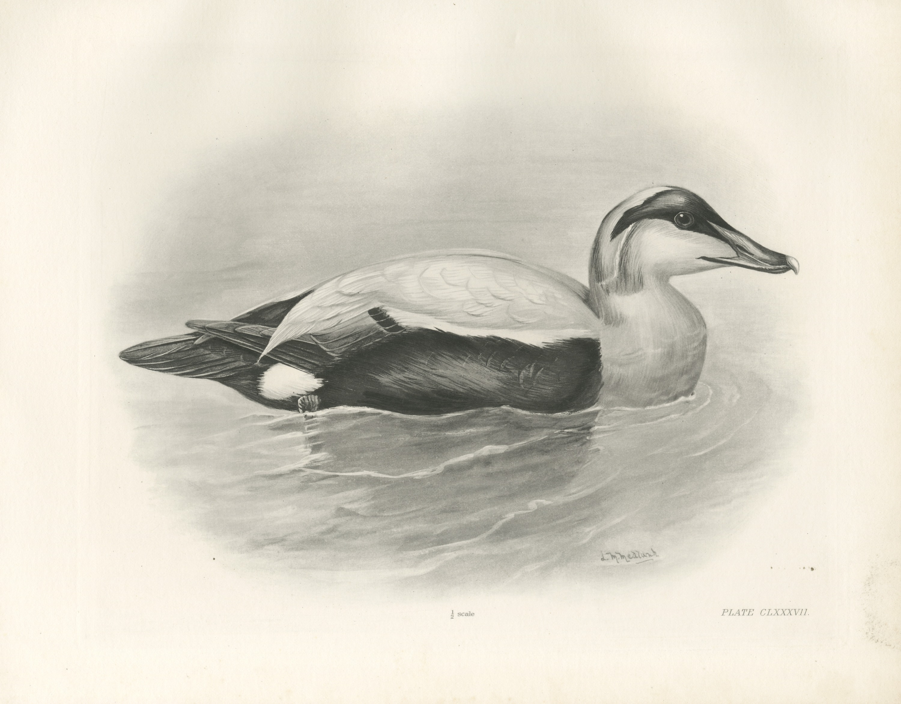 Eider Drake Swimming, Plate CLXXXVII after Lilian Medland, c. 1909