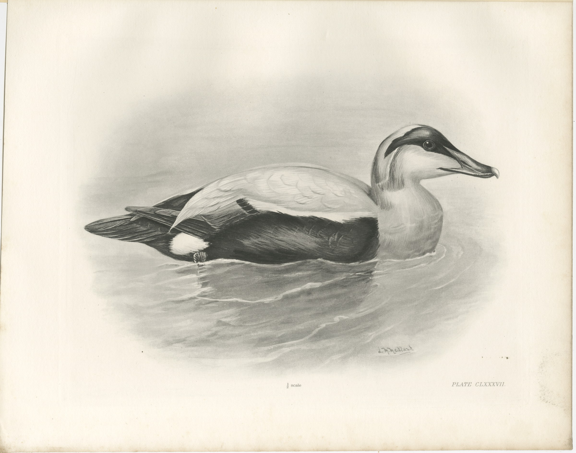 Eider, Antique Bird Print after Lilian Medland, circa 1909