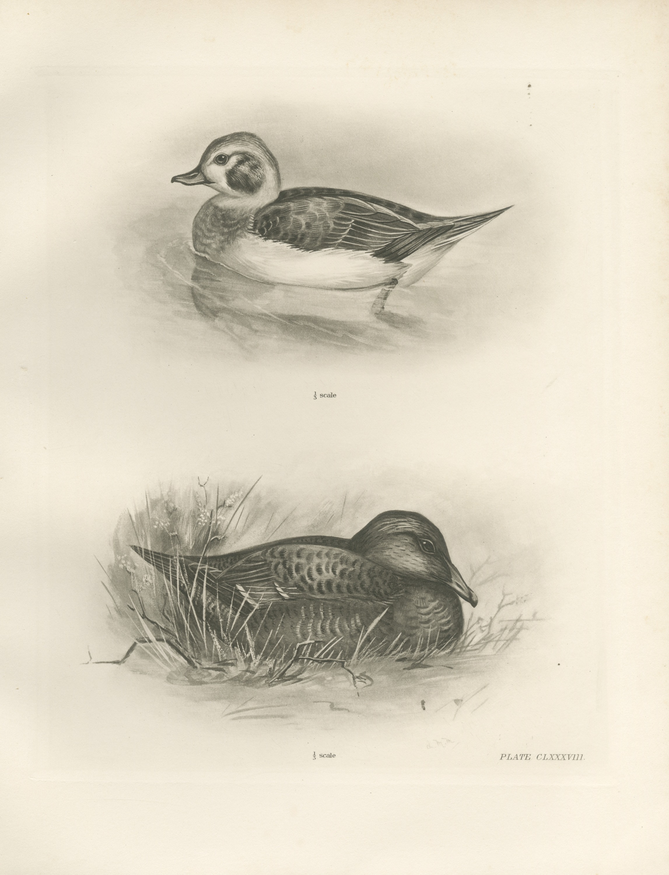 Female Long-tailed Duck and Female Eider after Lilian Medland, c. 1909