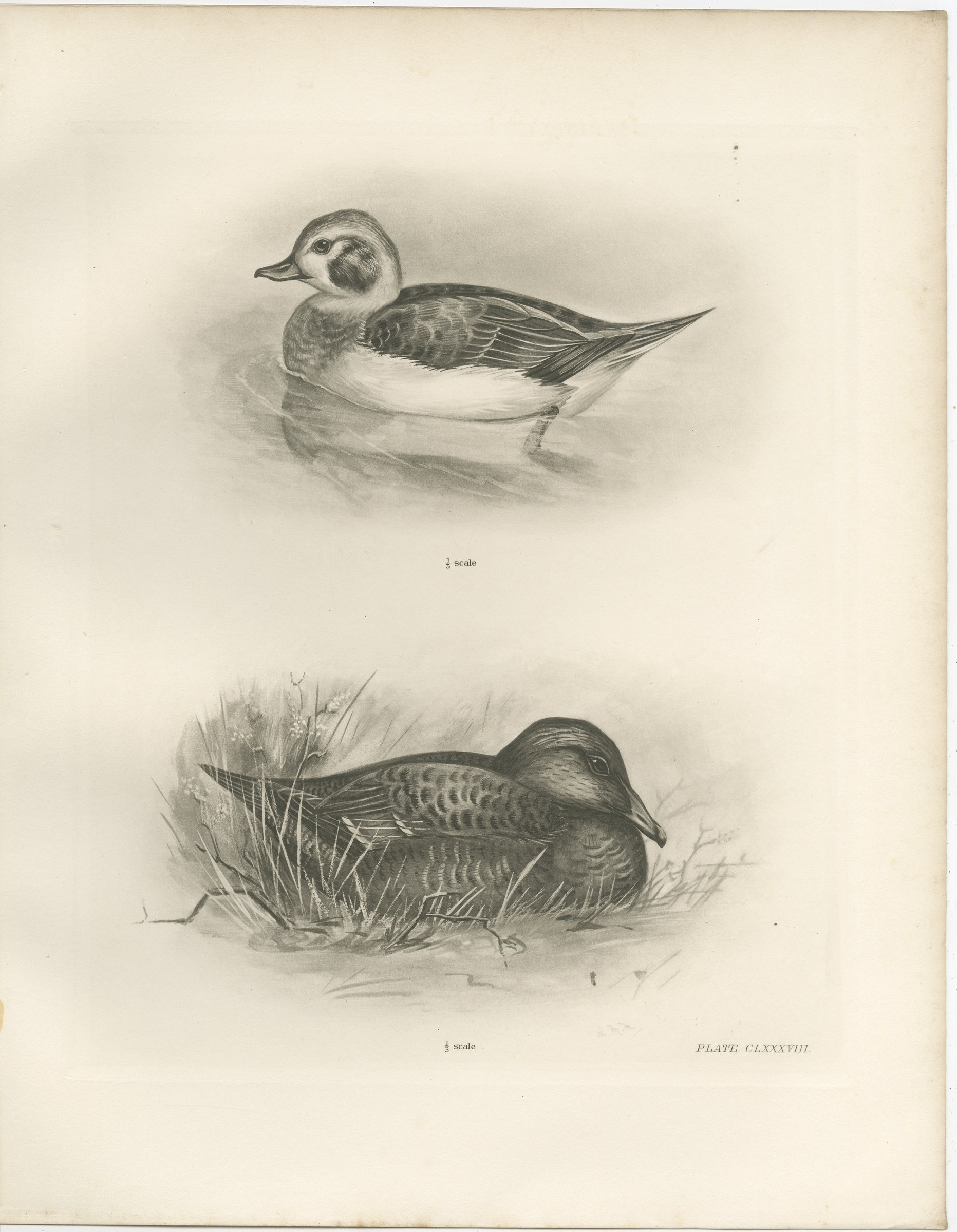 Long-Tailed Duck, Two Figures, circa 1909