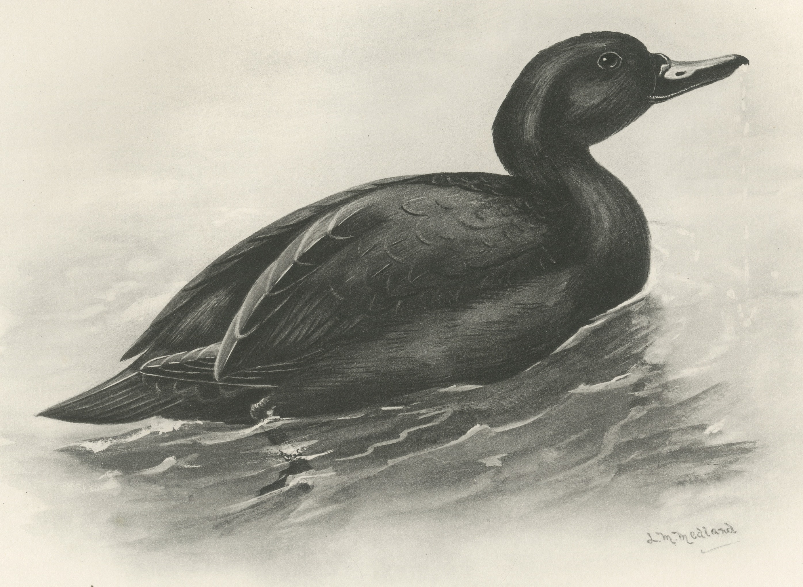 Common Scoter Drake on Open Water, Plate CLXXXIX after Lilian Medland, c. 1909