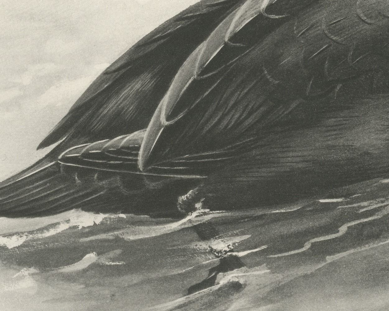 Common Scoter Drake on Open Water, Plate CLXXXIX after Lilian Medland, c. 1909