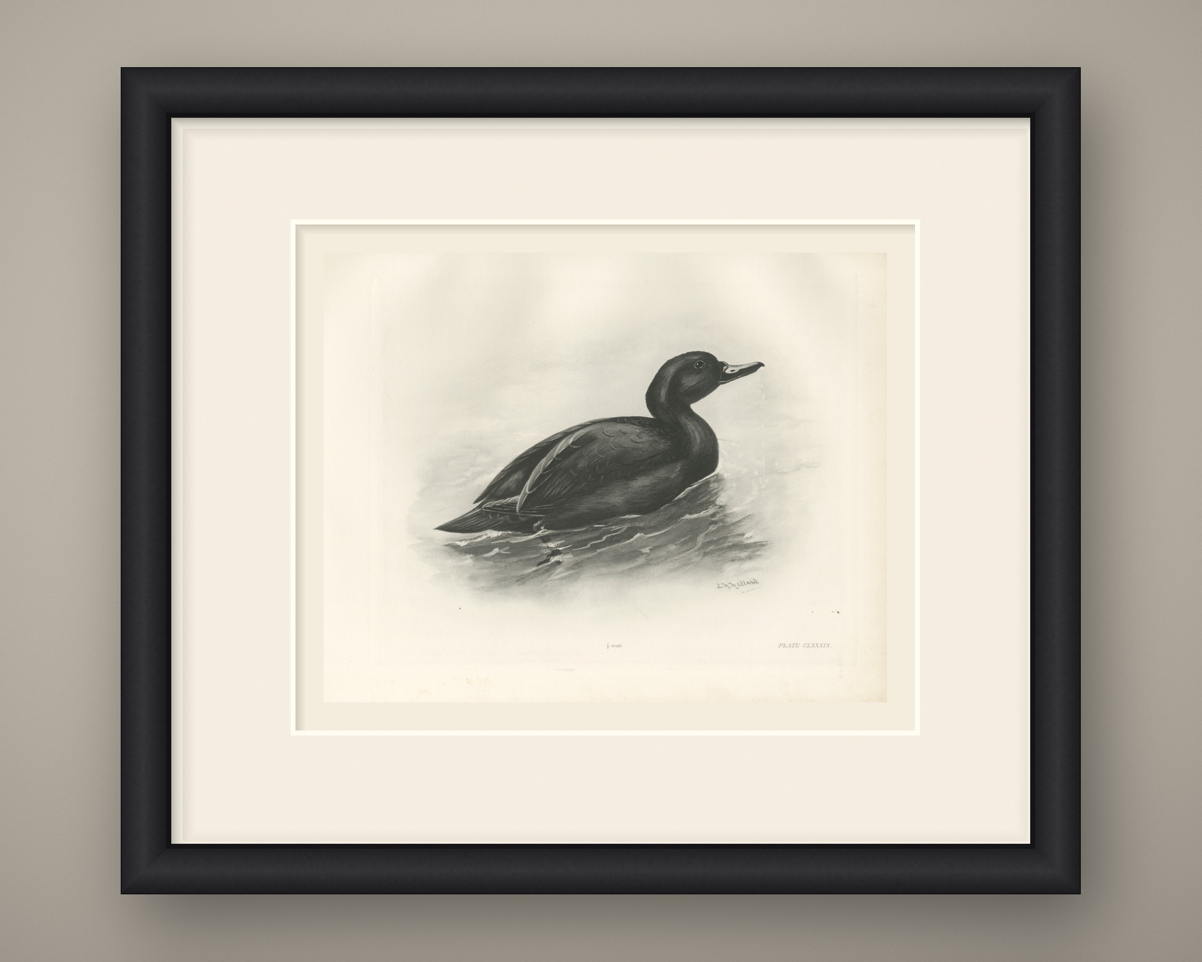 Common Scoter Drake on Open Water, Plate CLXXXIX after Lilian Medland, c. 1909