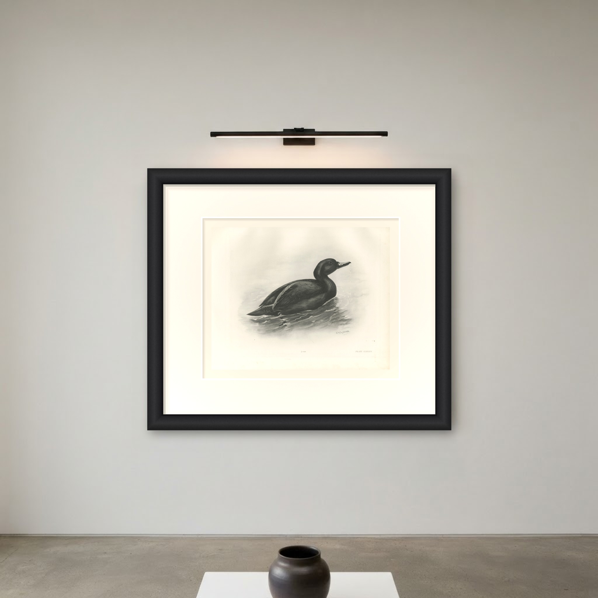 Common Scoter Drake on Open Water, Plate CLXXXIX after Lilian Medland, c. 1909
