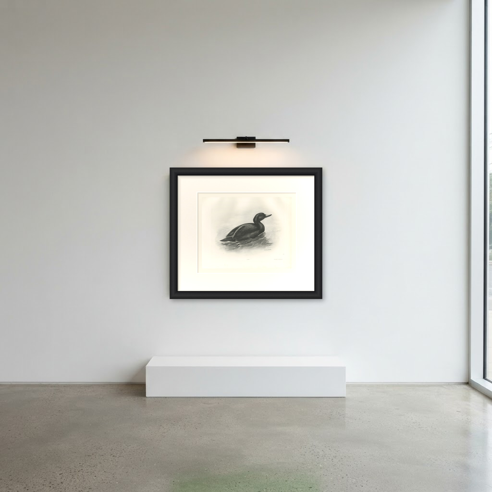 Common Scoter Drake on Open Water, Plate CLXXXIX after Lilian Medland, c. 1909