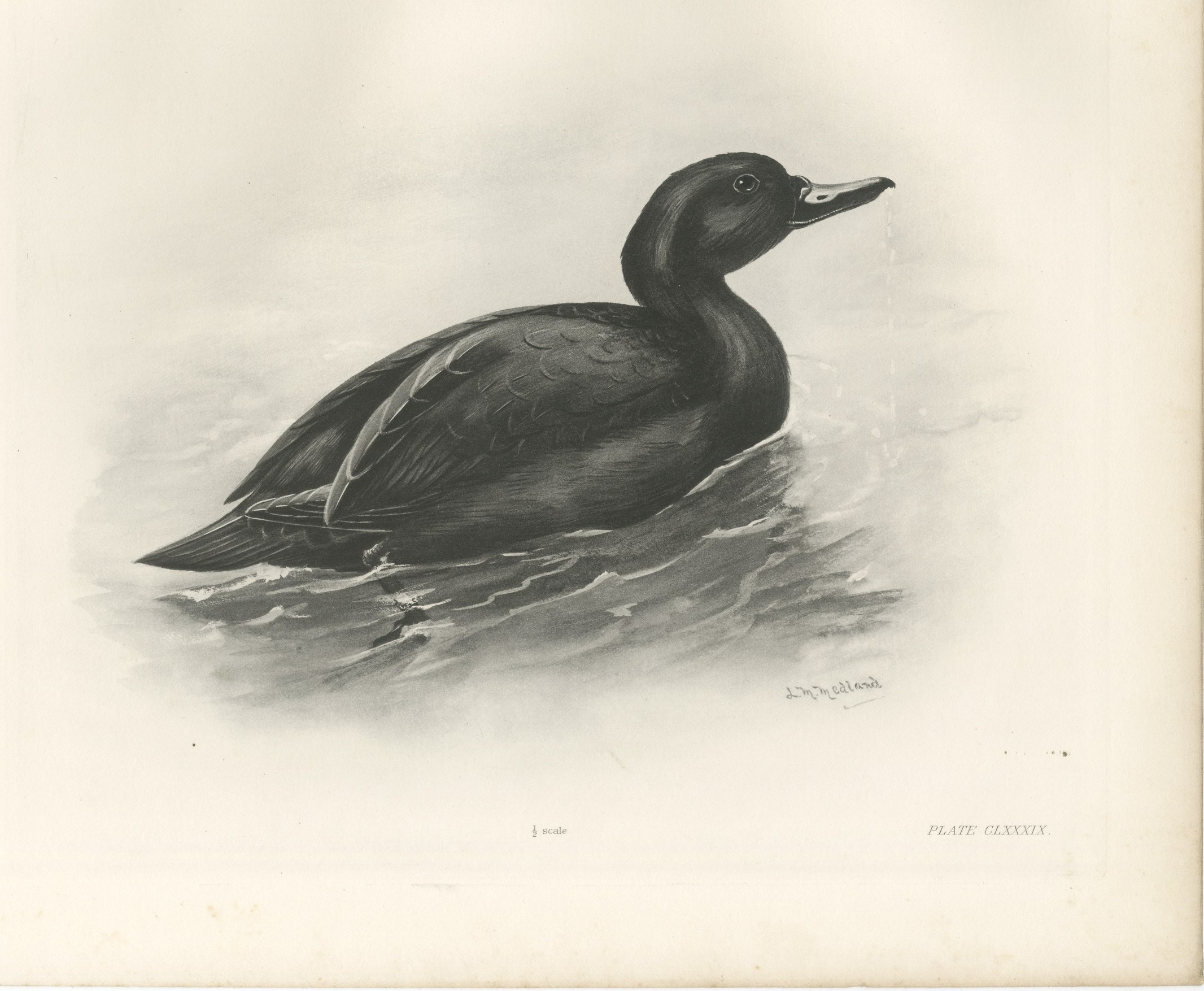 Common Scoter, Antique Bird Print after Lilian Medland, circa 1909