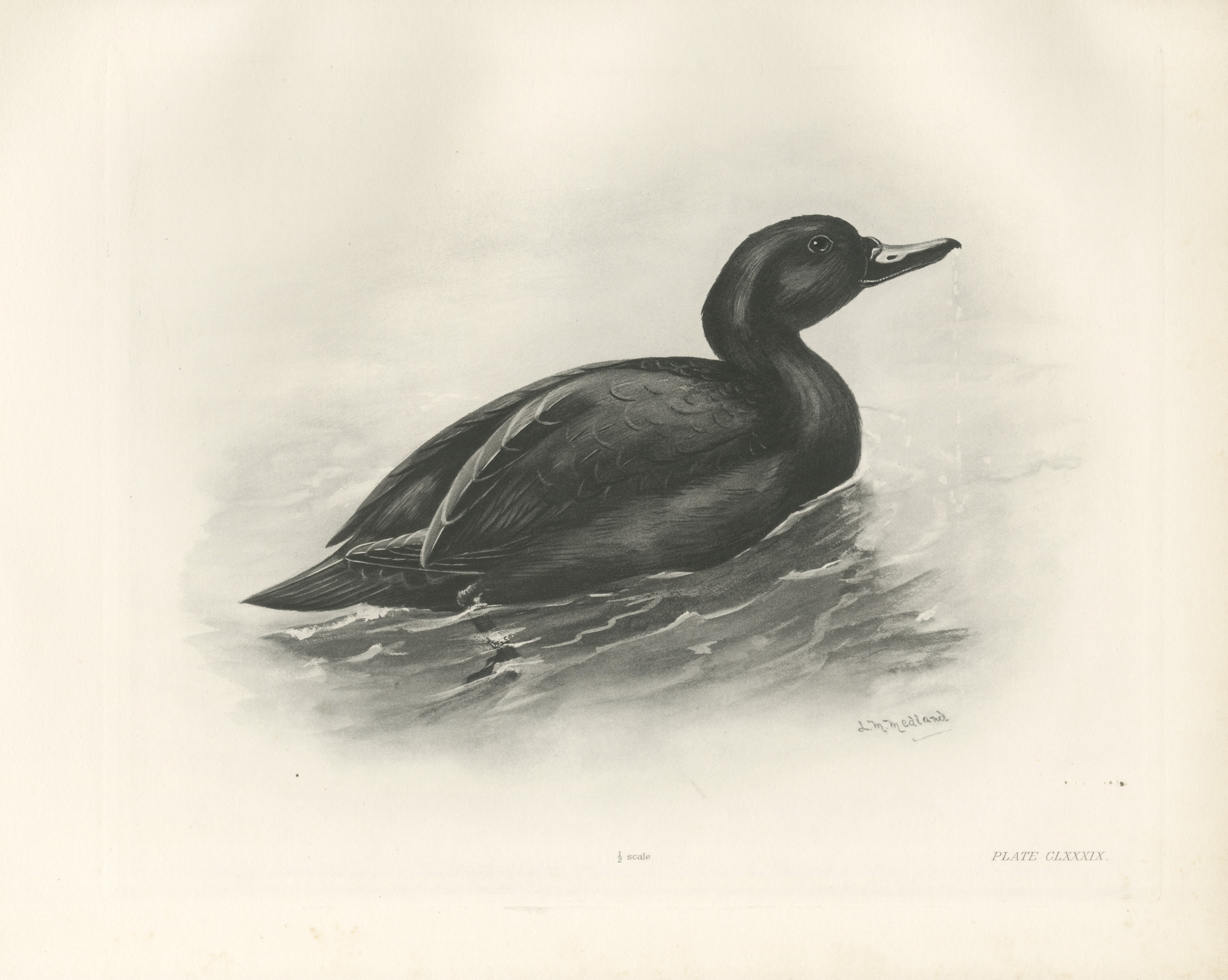 Common Scoter Drake on Open Water, Plate CLXXXIX after Lilian Medland, c. 1909