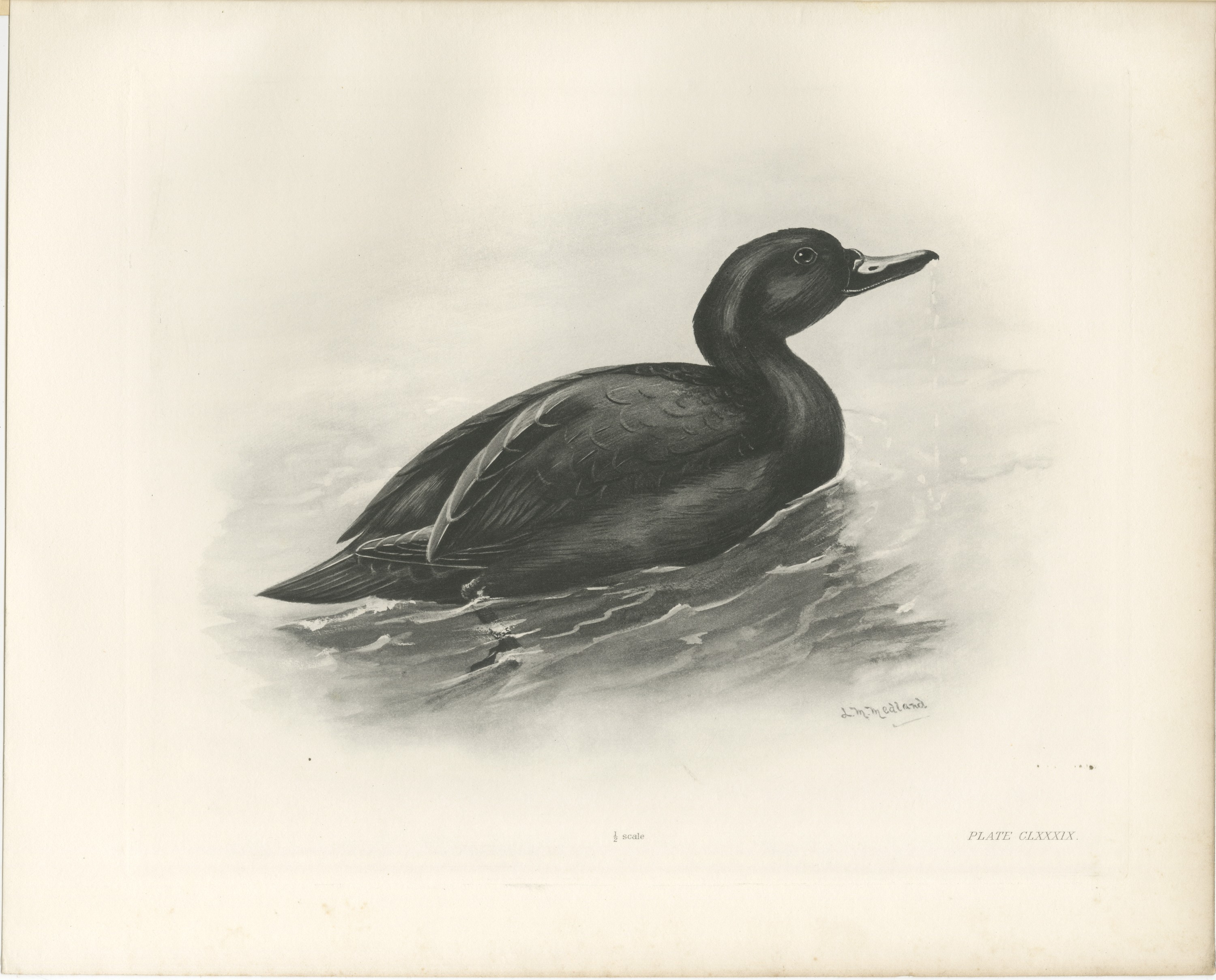 Common Scoter Drake on Open Water, Plate CLXXXIX after Lilian Medland, c. 1909