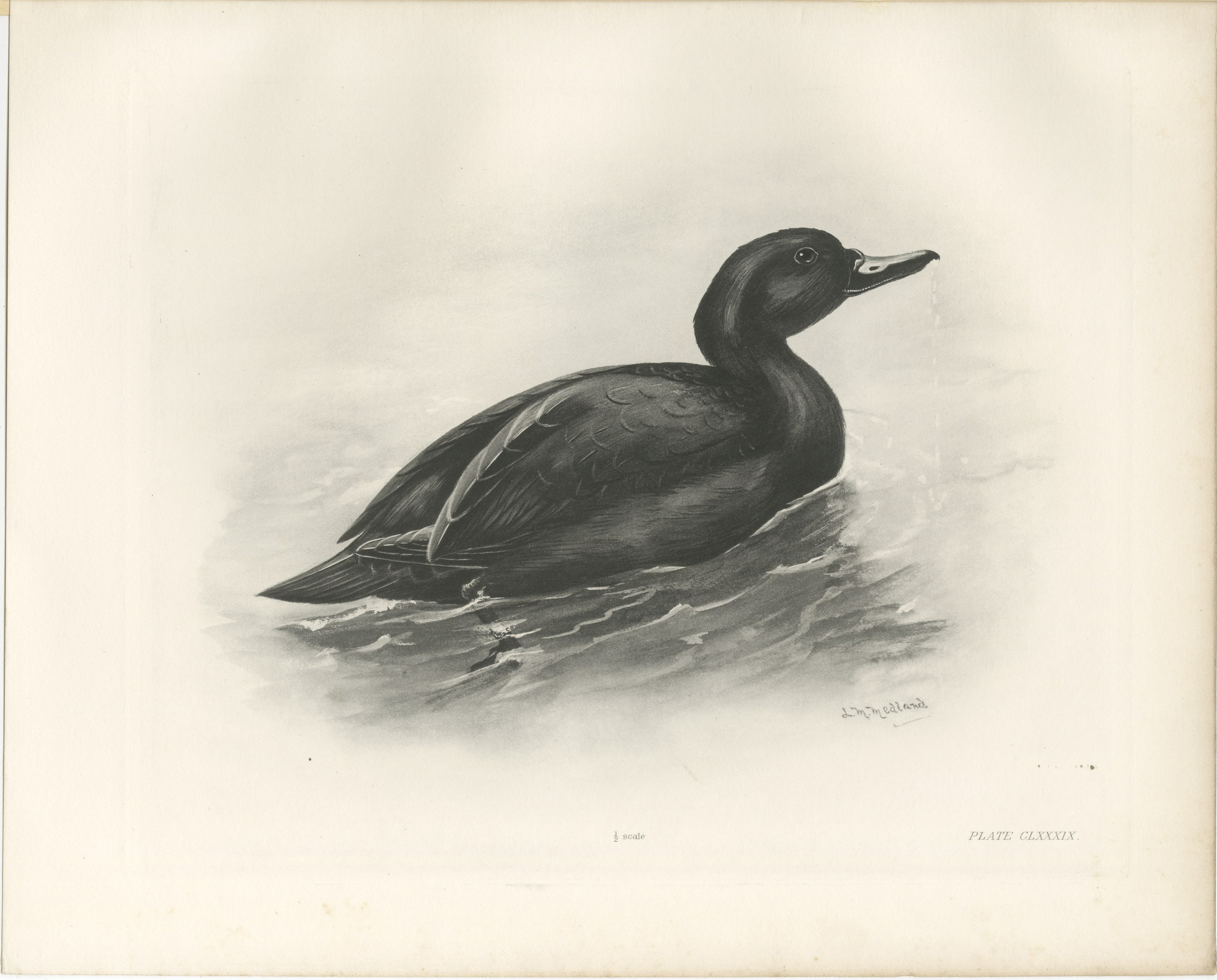 Common Scoter, Antique Bird Print after Lilian Medland, circa 1909