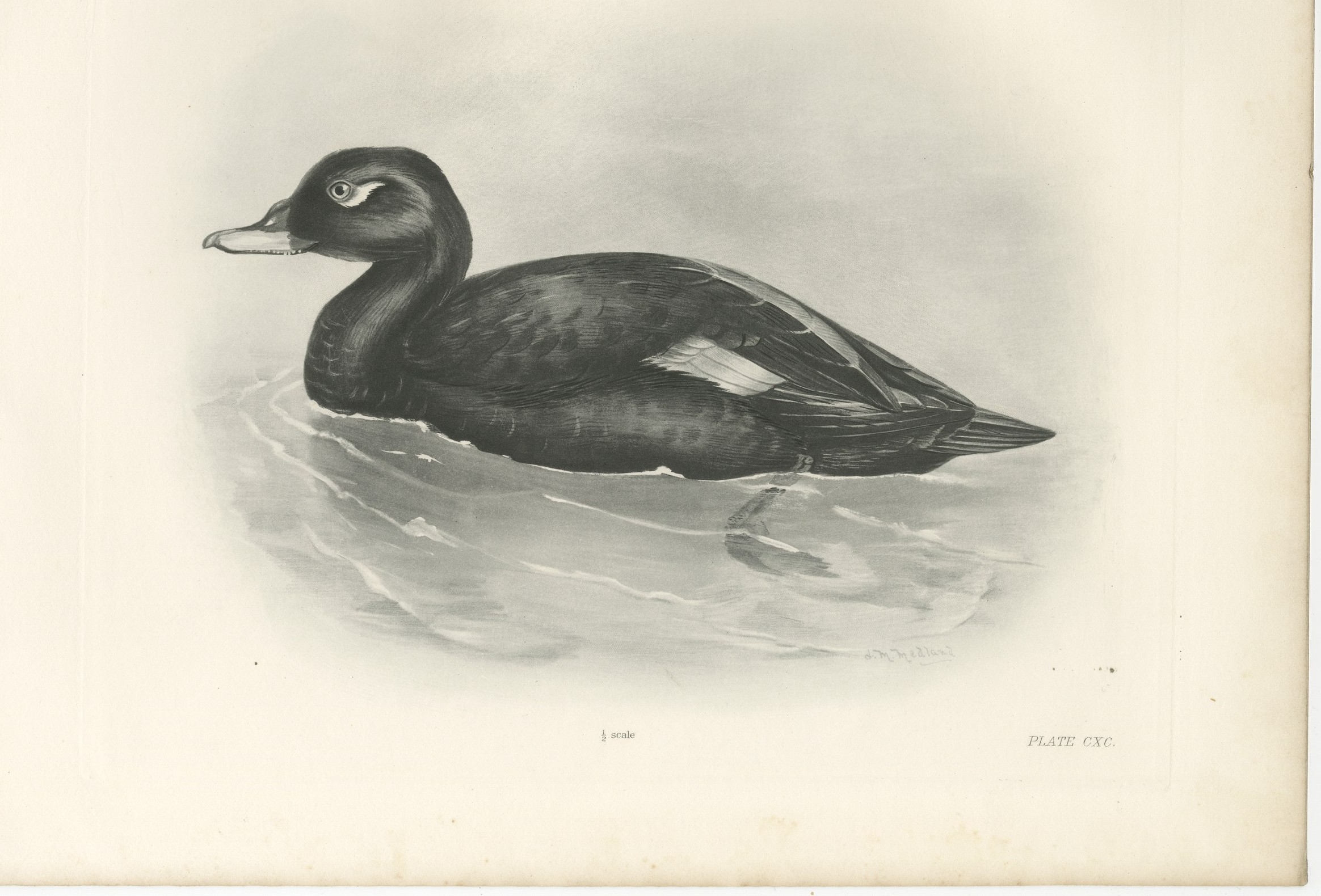 Velvet Scoter, Antique Bird Print after Lilian Medland, circa 1909