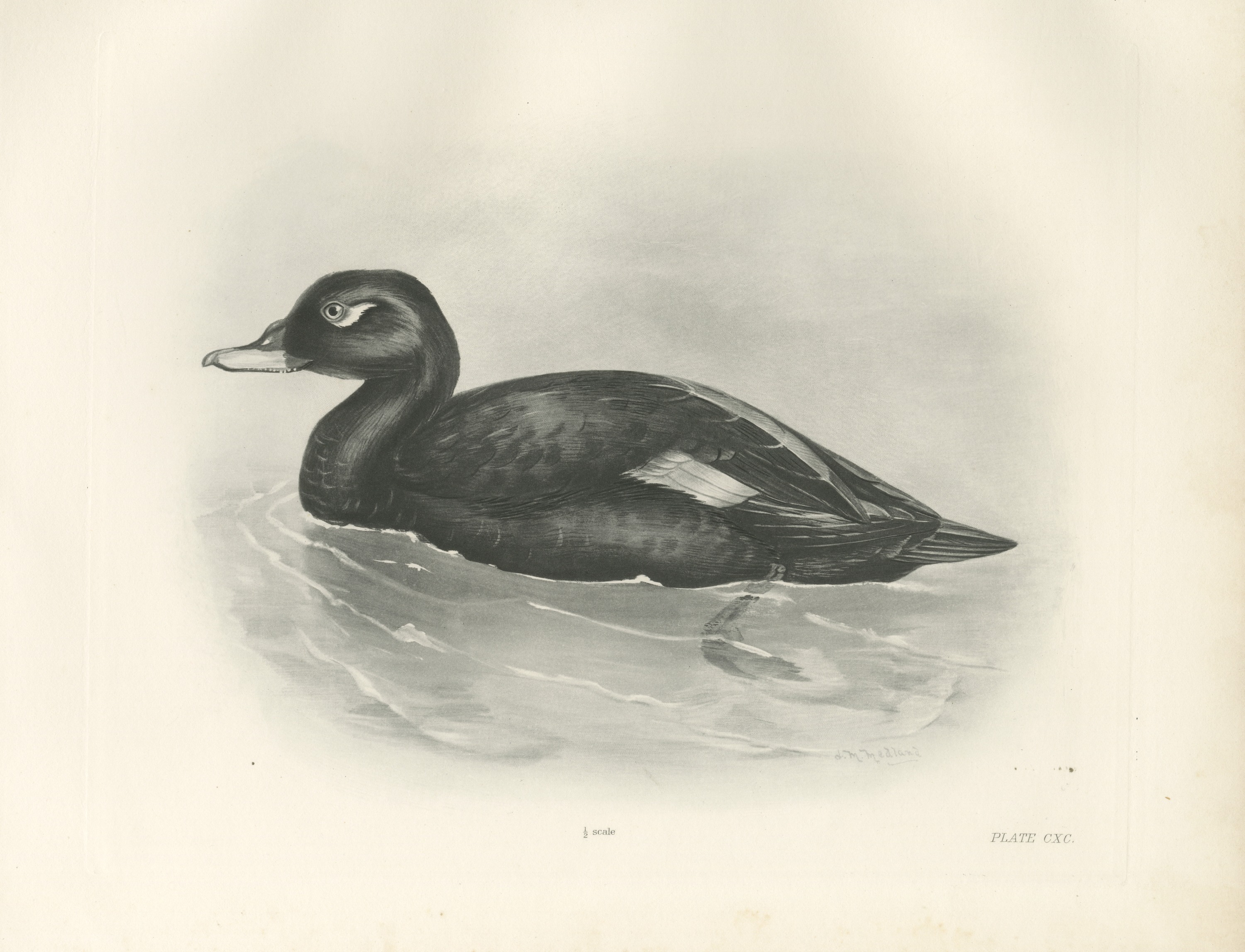 Velvet Scoter Drake Swimming, Plate CXC after Lilian Medland, c. 1909