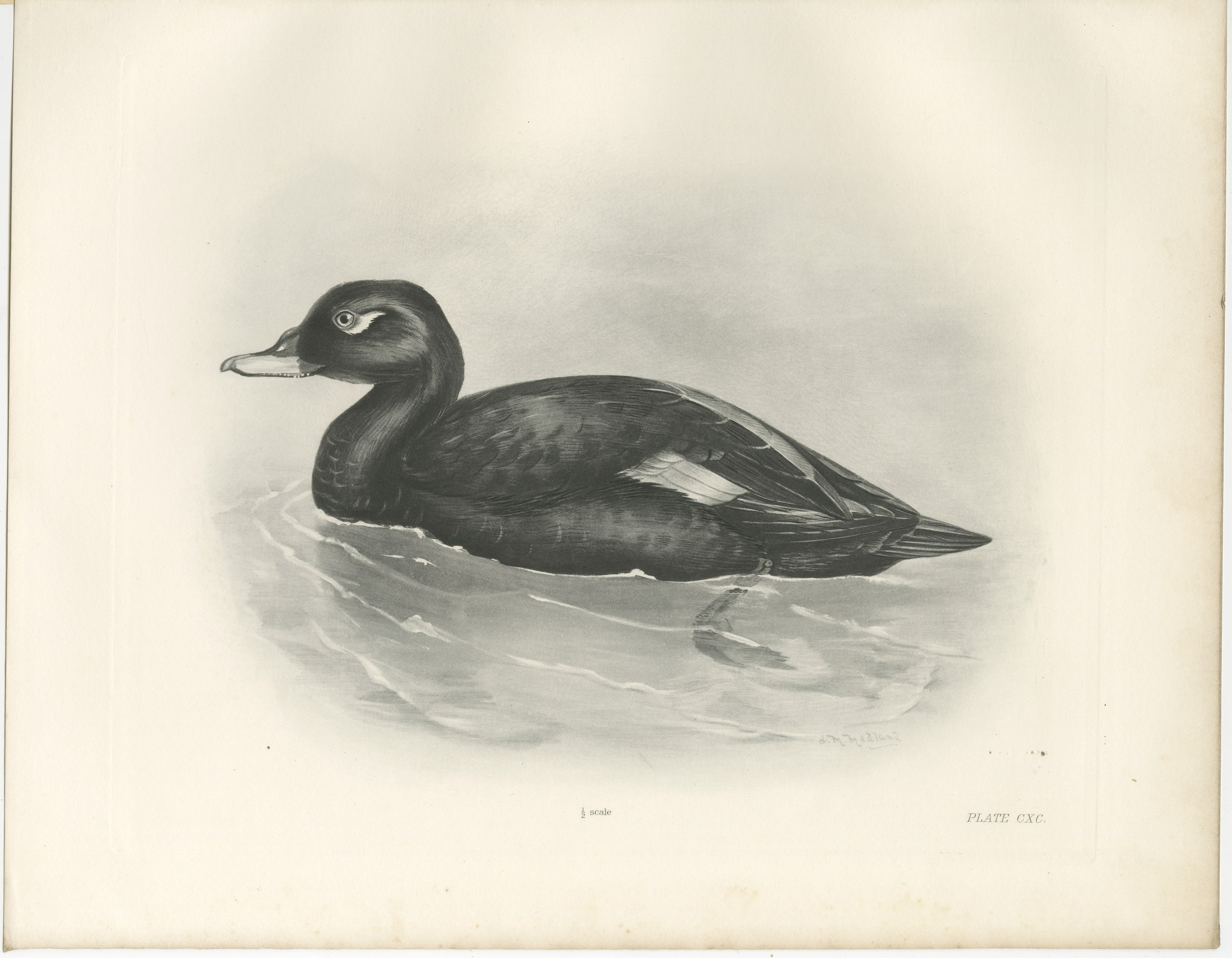 Velvet Scoter, Antique Bird Print after Lilian Medland, circa 1909