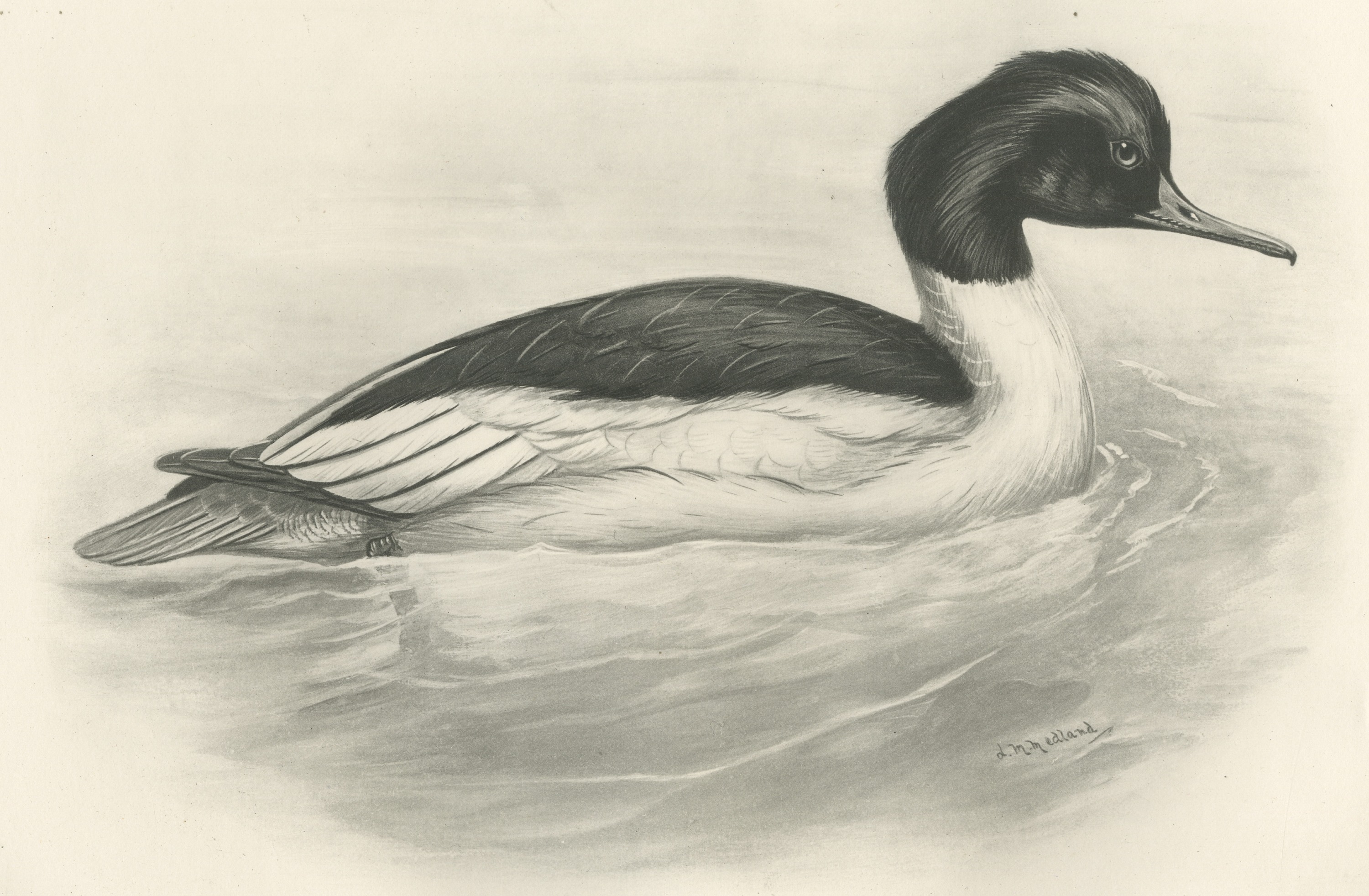 Goosander Drake Swimming, Plate CXCI after Lilian Medland, c. 1909