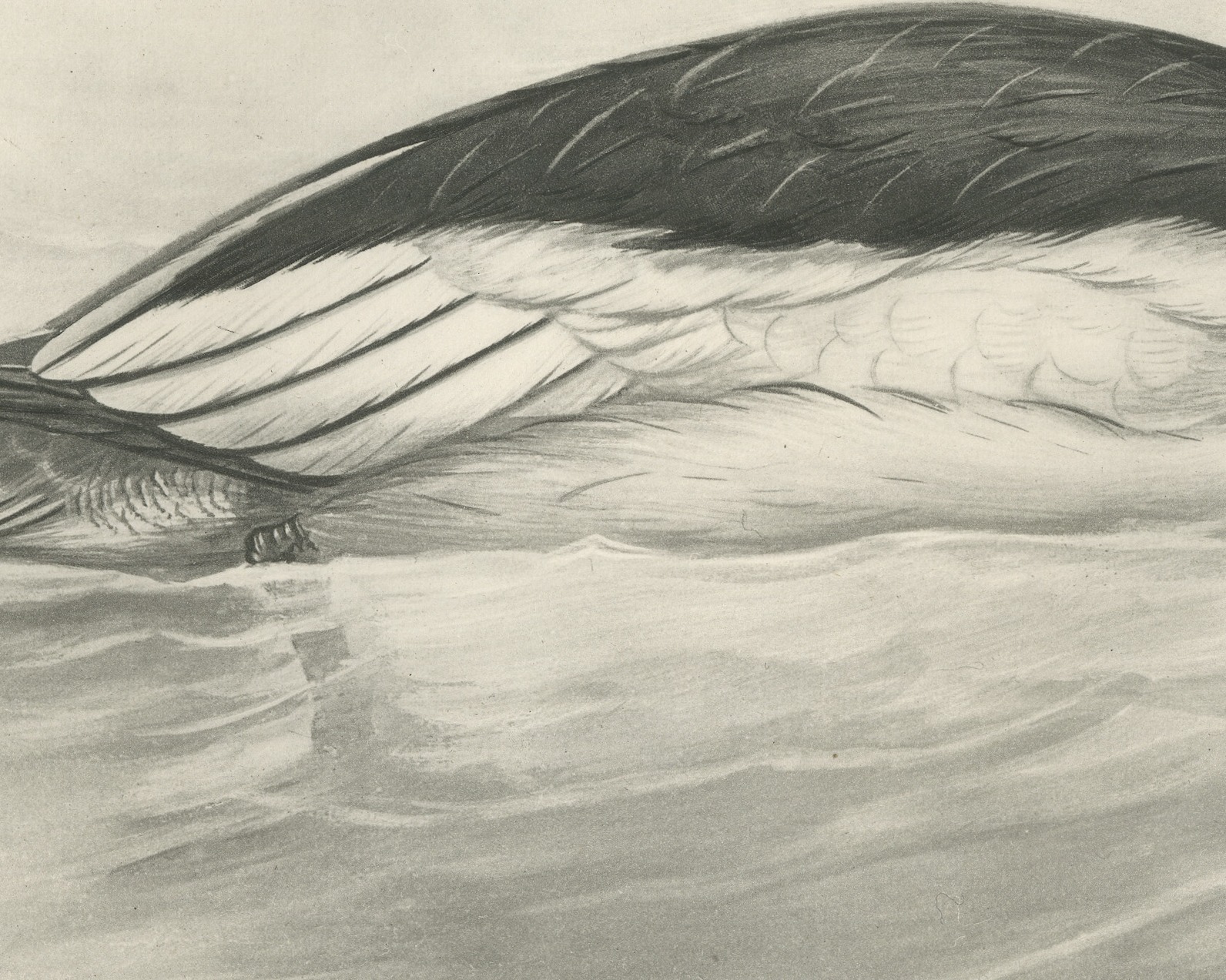 Goosander Drake Swimming, Plate CXCI after Lilian Medland, c. 1909