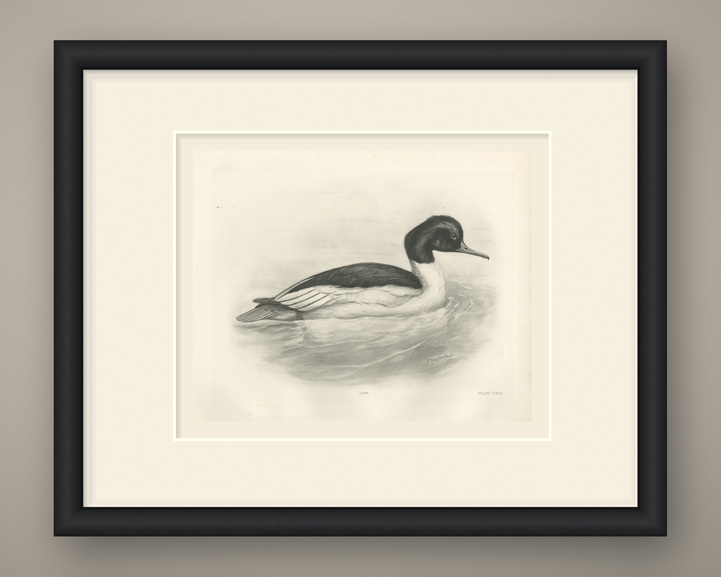 Goosander Drake Swimming, Plate CXCI after Lilian Medland, c. 1909
