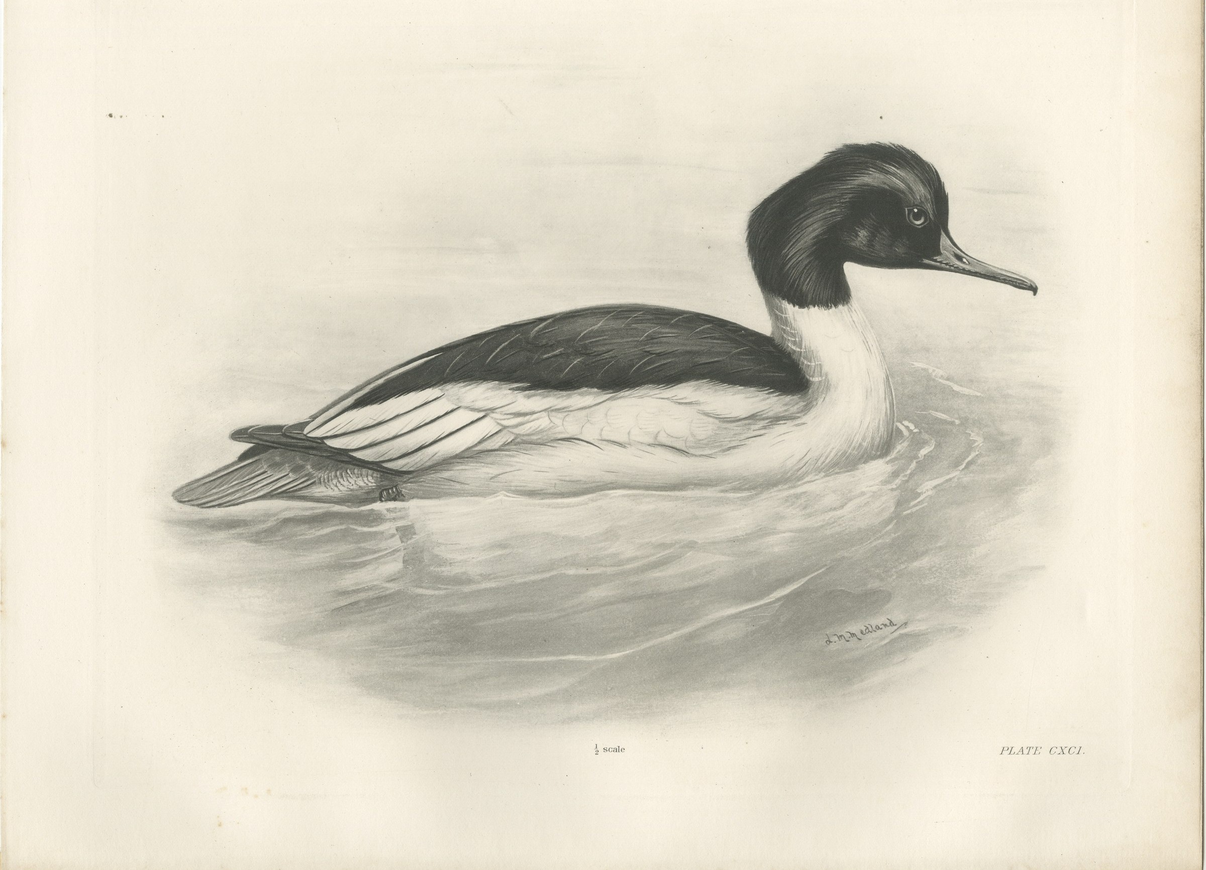 Goosander, Antique Bird Print after Lilian Medland, circa 1909