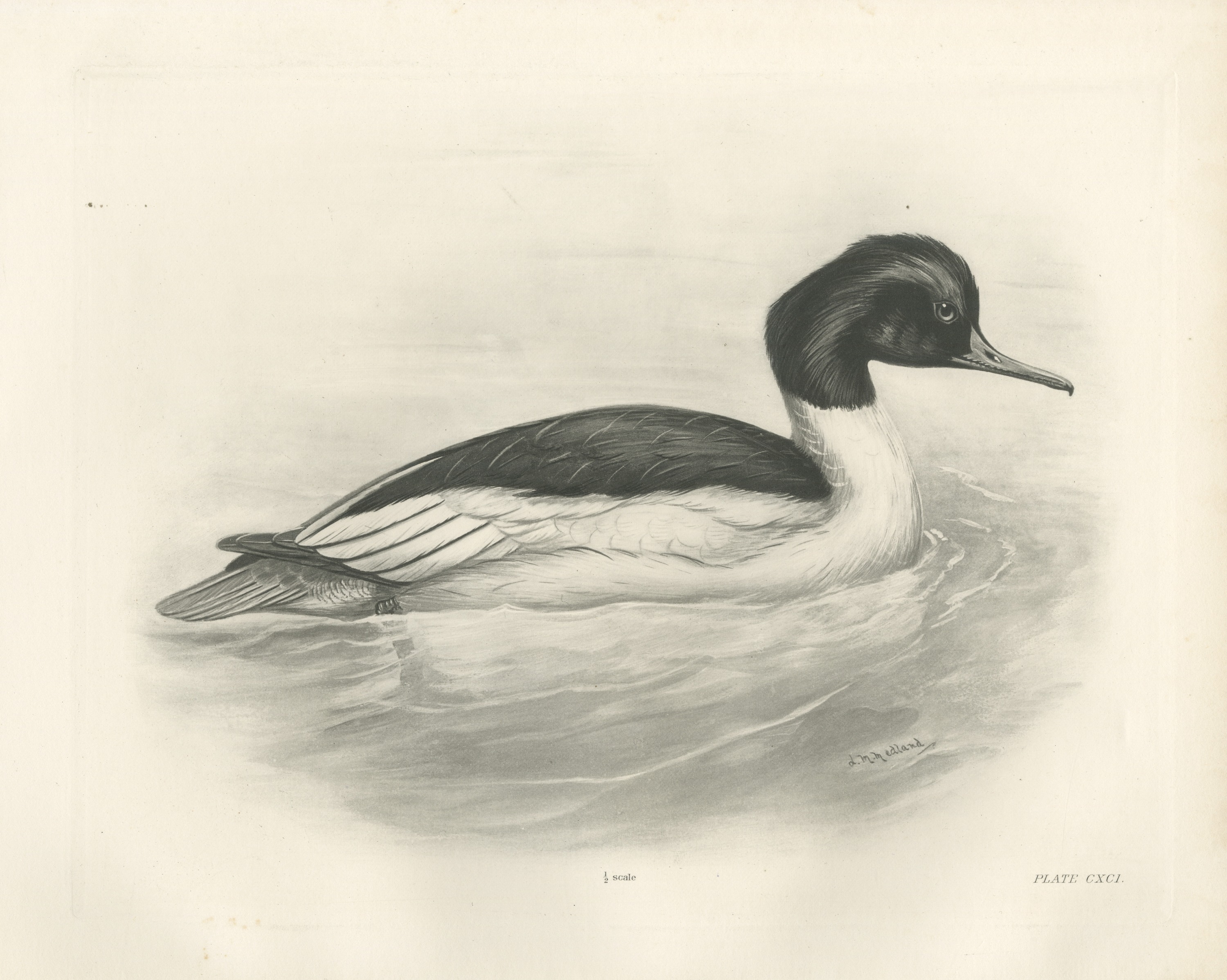 Goosander Drake Swimming, Plate CXCI after Lilian Medland, c. 1909