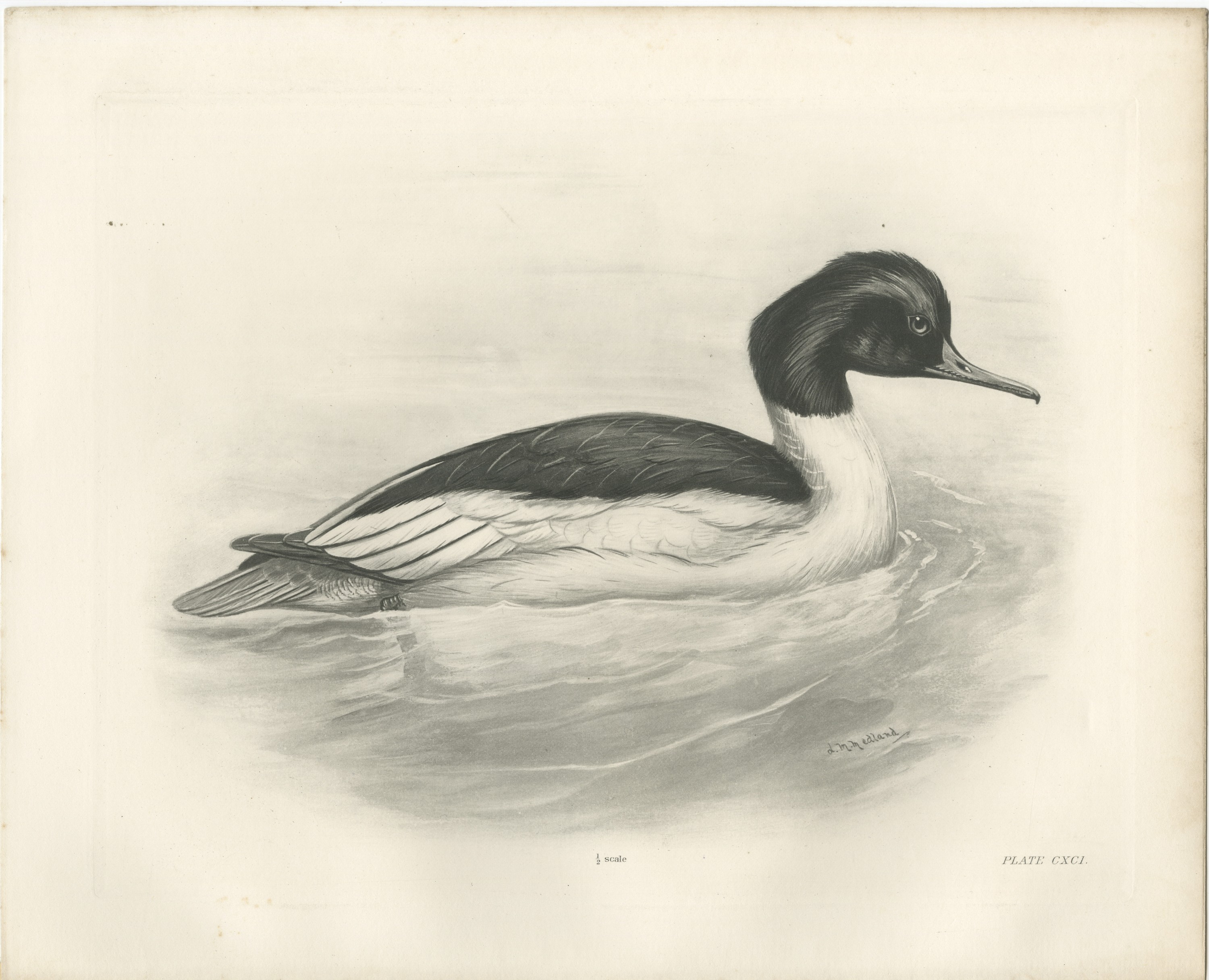 Goosander Drake Swimming, Plate CXCI after Lilian Medland, c. 1909