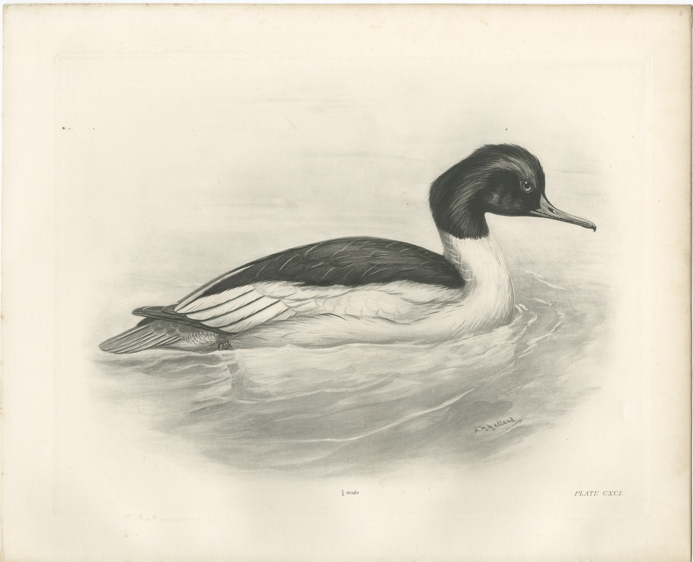 Goosander, Antique Bird Print after Lilian Medland, circa 1909