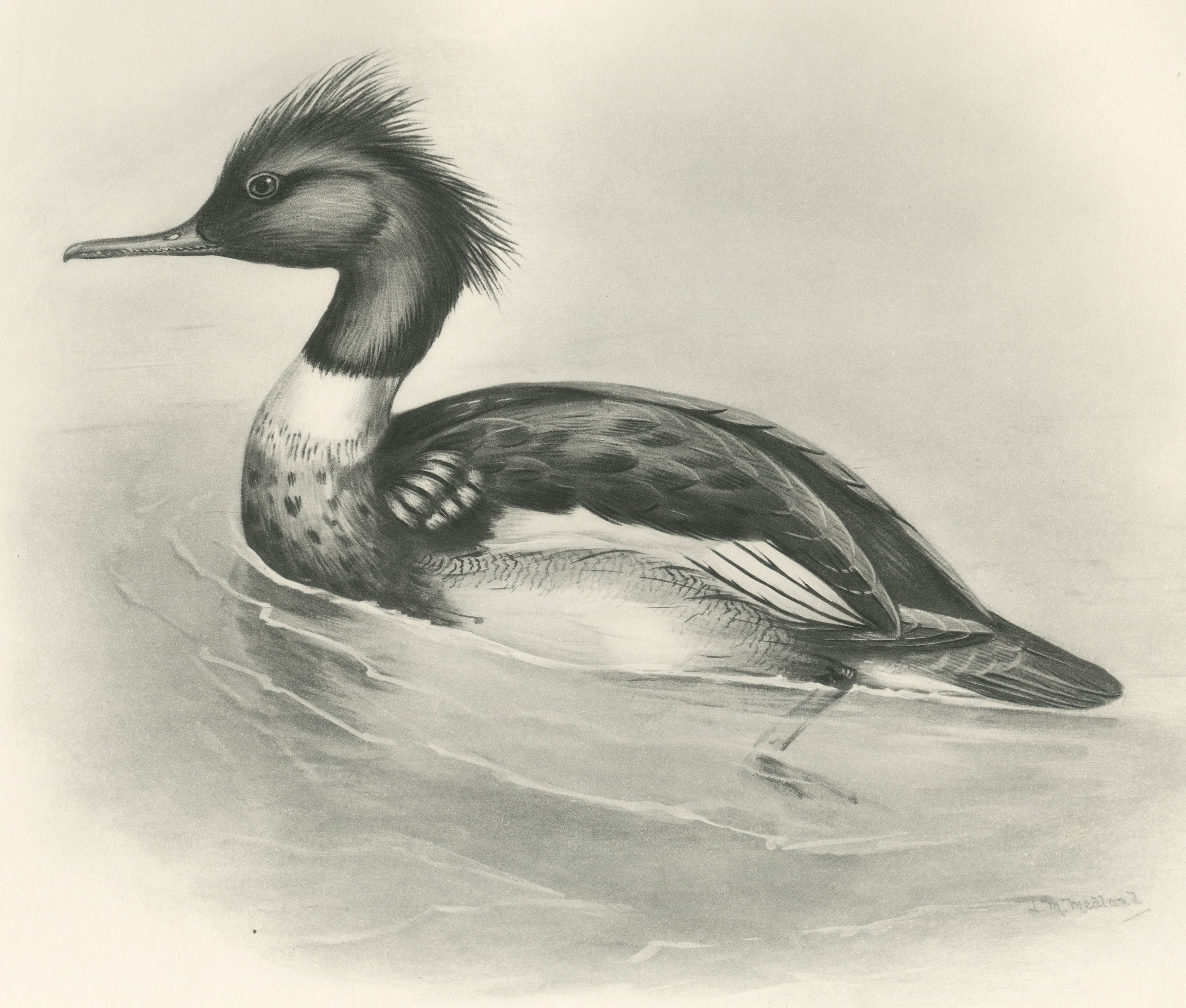 Red-breasted Merganser Drake, Plate CXCII after Lilian Medland, c. 1909