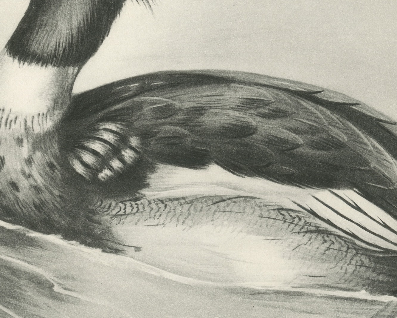 Red-breasted Merganser Drake, Plate CXCII after Lilian Medland, c. 1909
