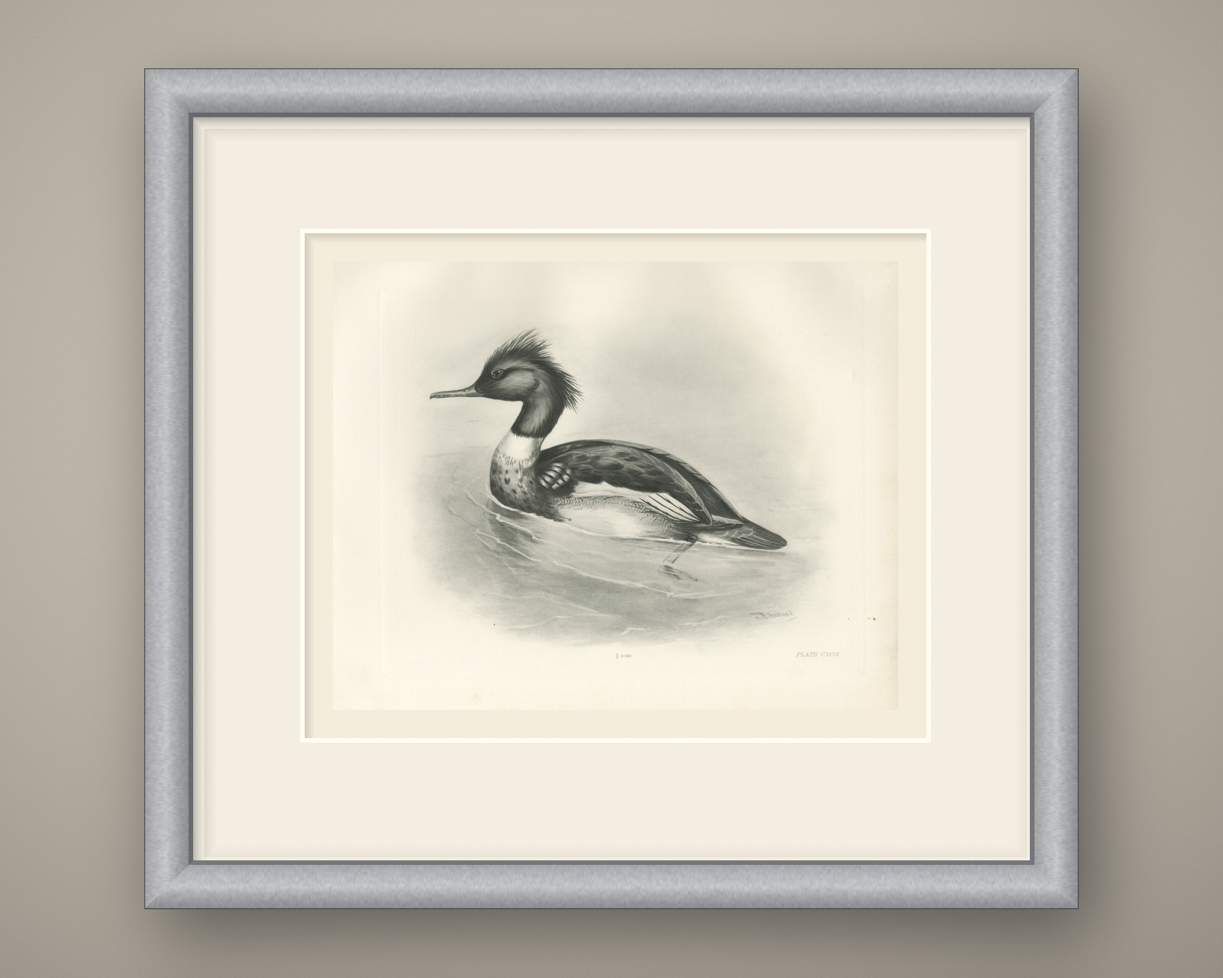Red-breasted Merganser Drake, Plate CXCII after Lilian Medland, c. 1909
