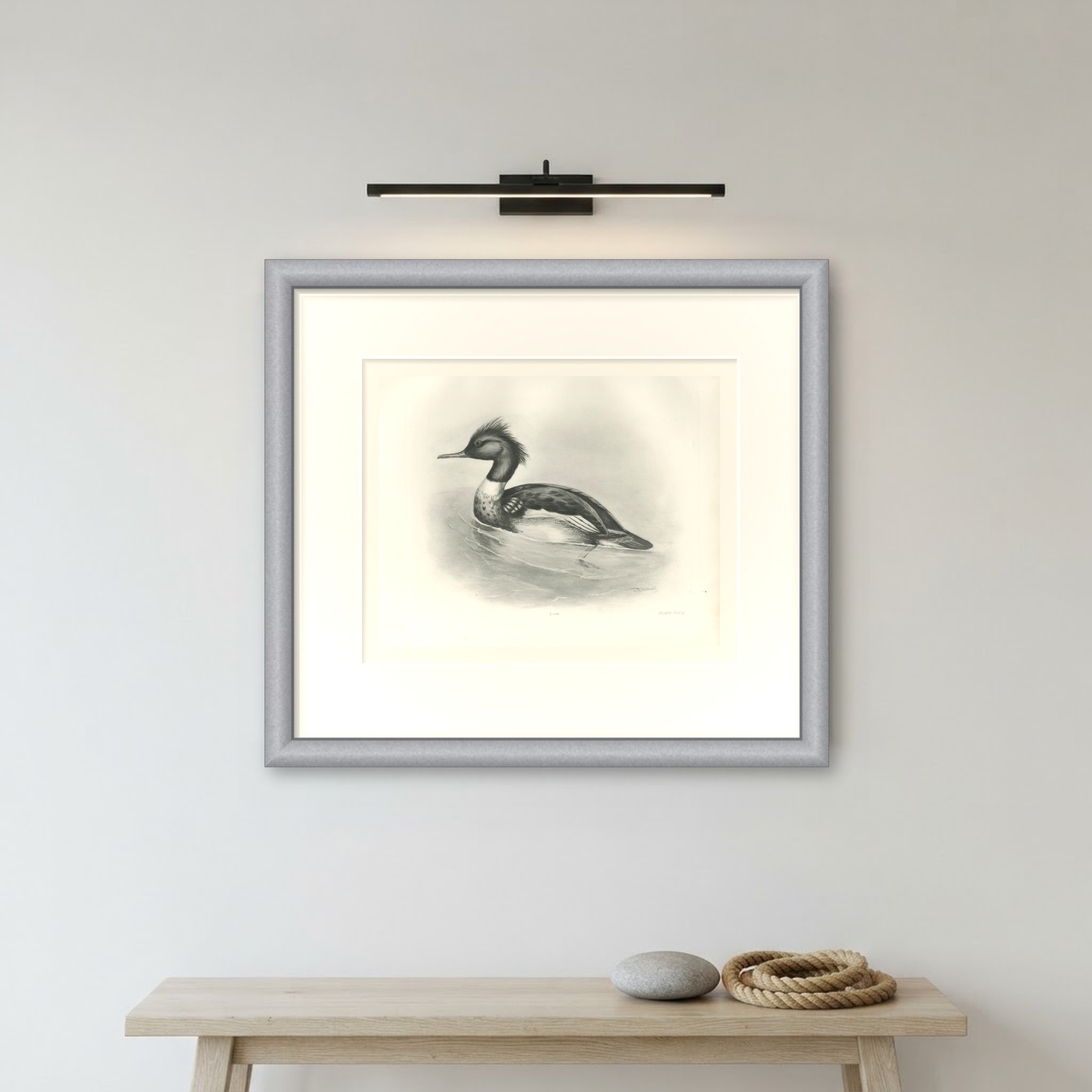 Red-breasted Merganser Drake, Plate CXCII after Lilian Medland, c. 1909