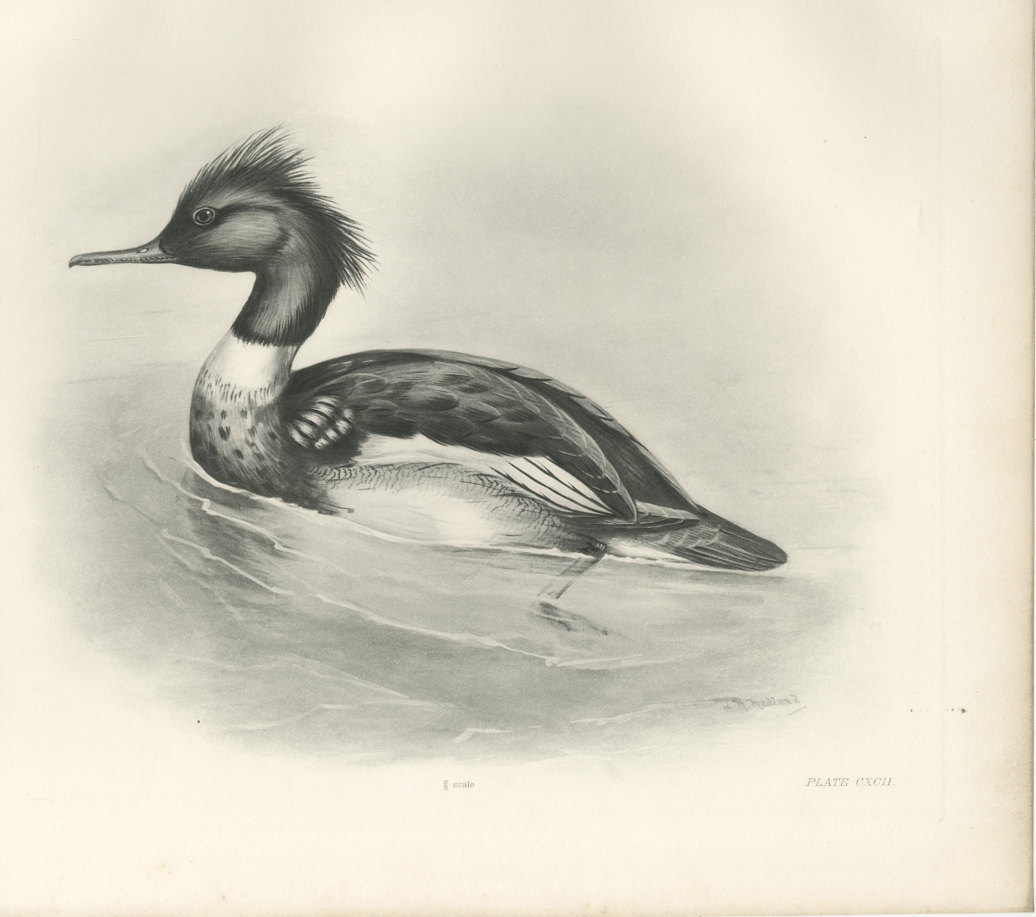 Red-Breasted Merganser, Antique Bird Print after Lilian Medland, circa 1909
