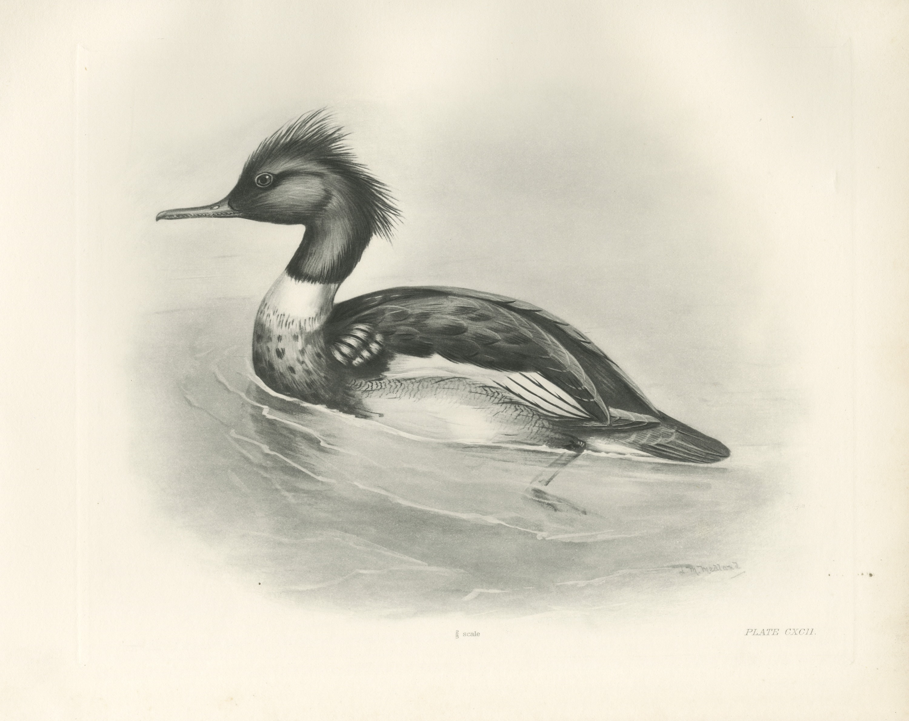 Red-breasted Merganser Drake, Plate CXCII after Lilian Medland, c. 1909