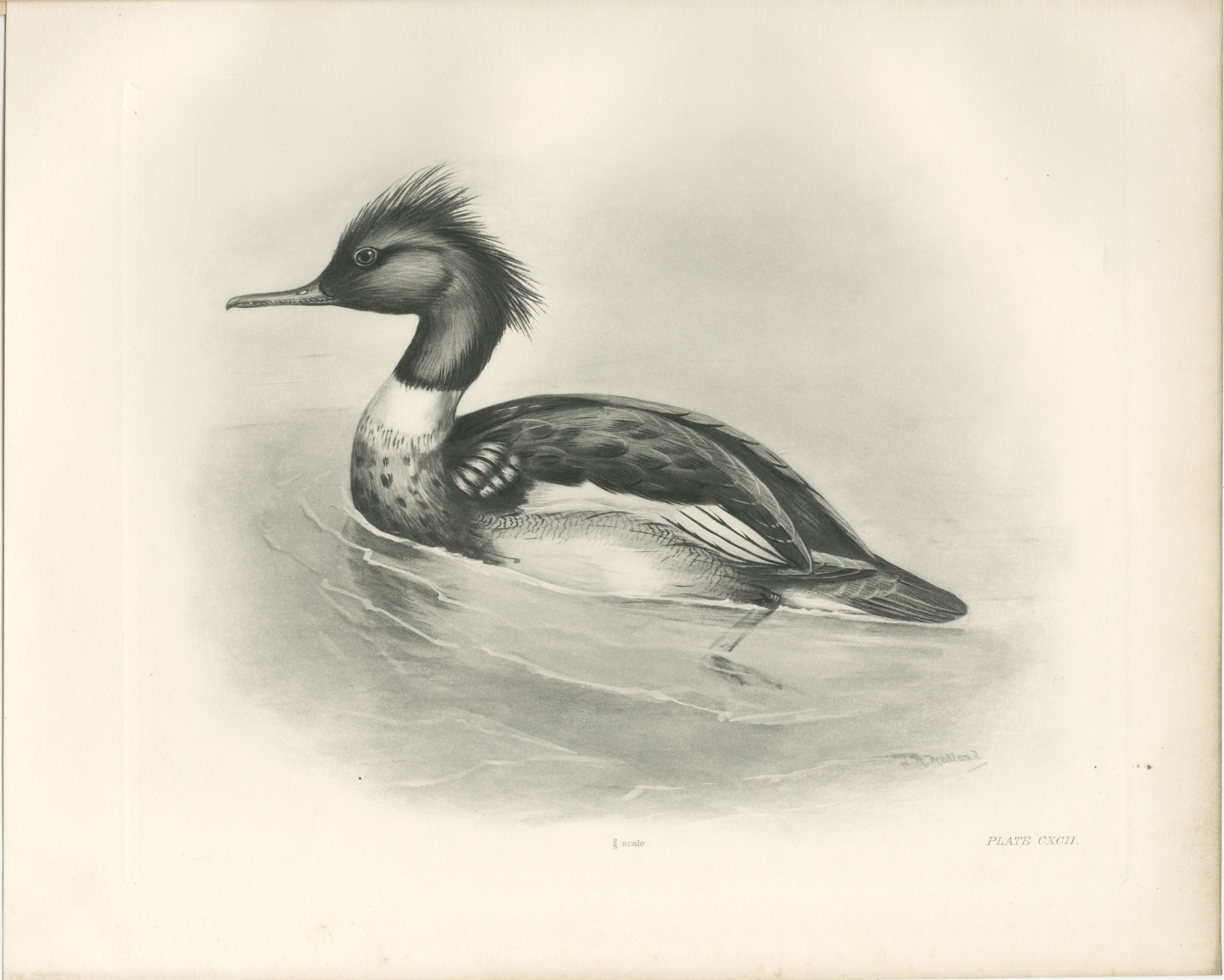 Red-breasted Merganser Drake, Plate CXCII after Lilian Medland, c. 1909